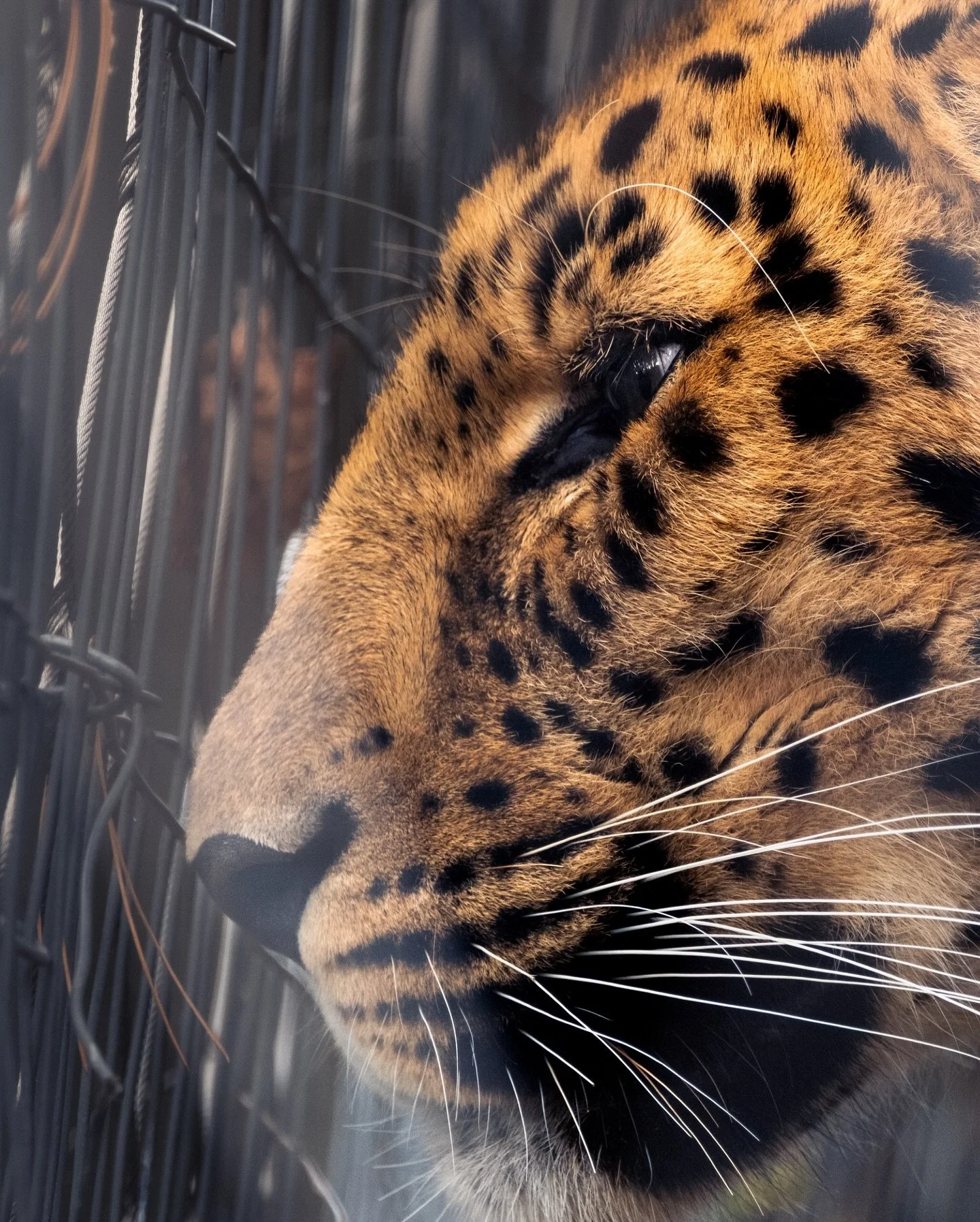 Been busy with work/family so I haven&rsquo;t been shooting a lot lately. Took the youngun out to @thetoledozoo yesterday where we both stretched our photography legs and I got to fantasize about a life where I got into conservation instead of trucki