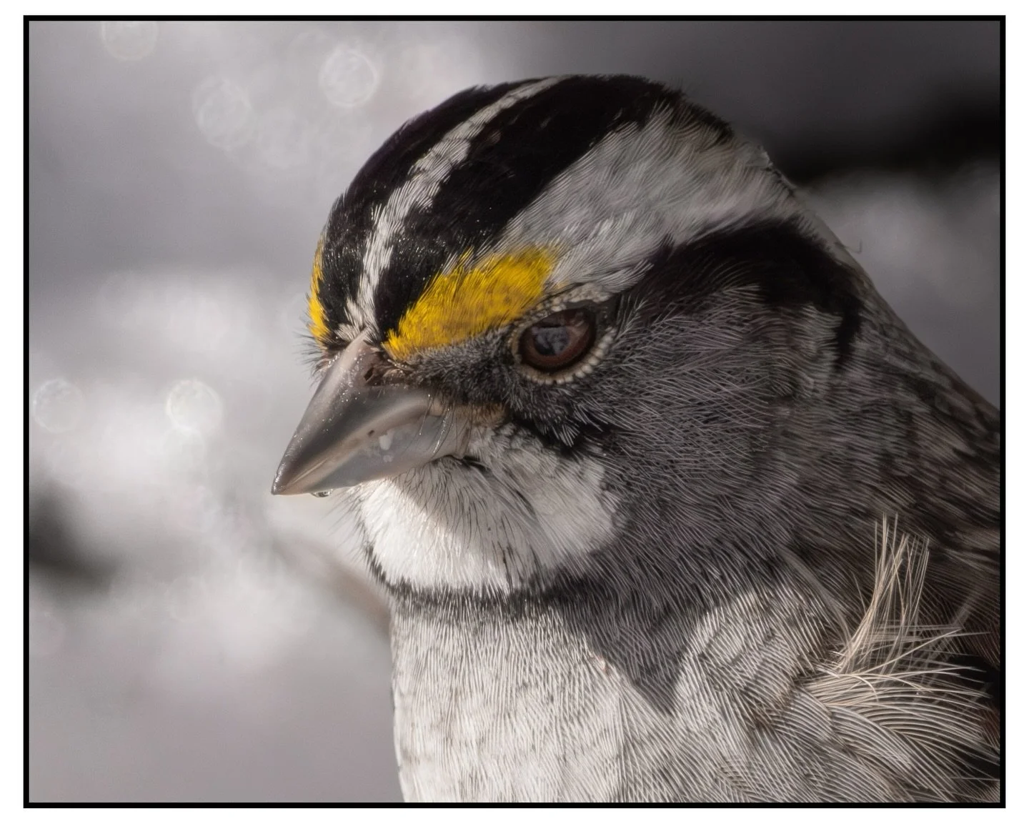 MORE BIRDS 🦅 
Specifically: White-throated Sparrow->Black-capped Chickadee->Blue Jay->Downy Woodpecker->Carolina Wren

#fujixseries #massaudubon #winterwildlife #nutsaboutbirds