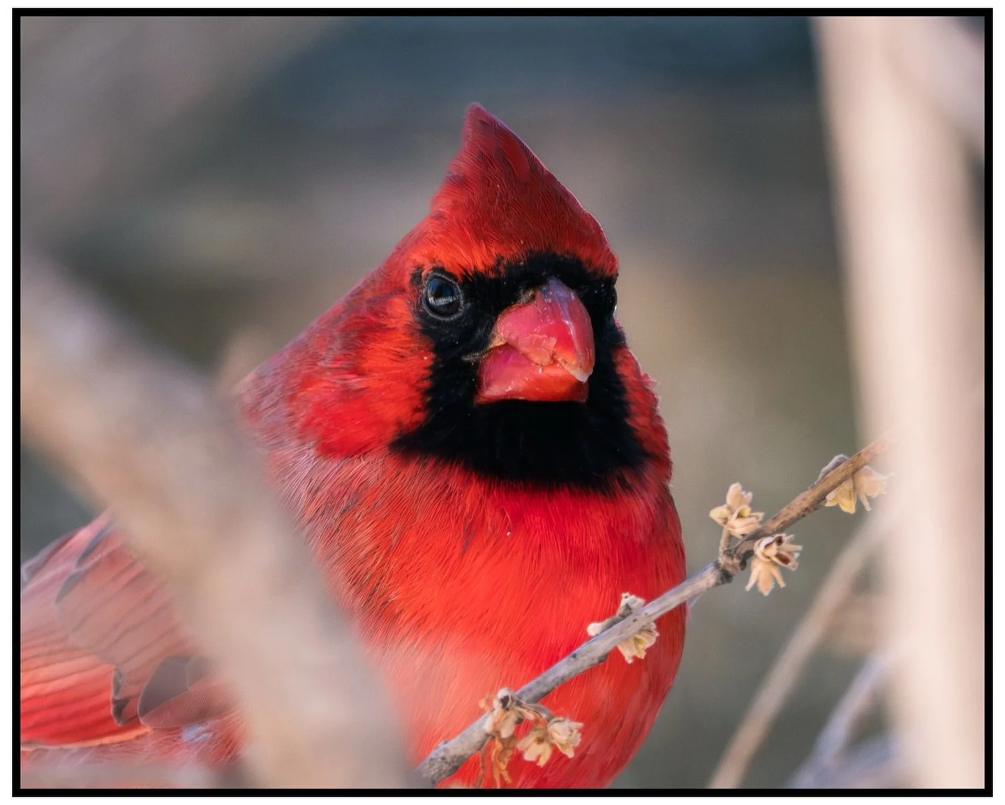 The other day I had gone to Stony Brook again wanting to find a cardinal. I don&rsquo;t know why I got so lucky but it only took me 20 minutes to find these two! They weren&rsquo;t a fan of my presence though so they burrowed themselves in the trees,