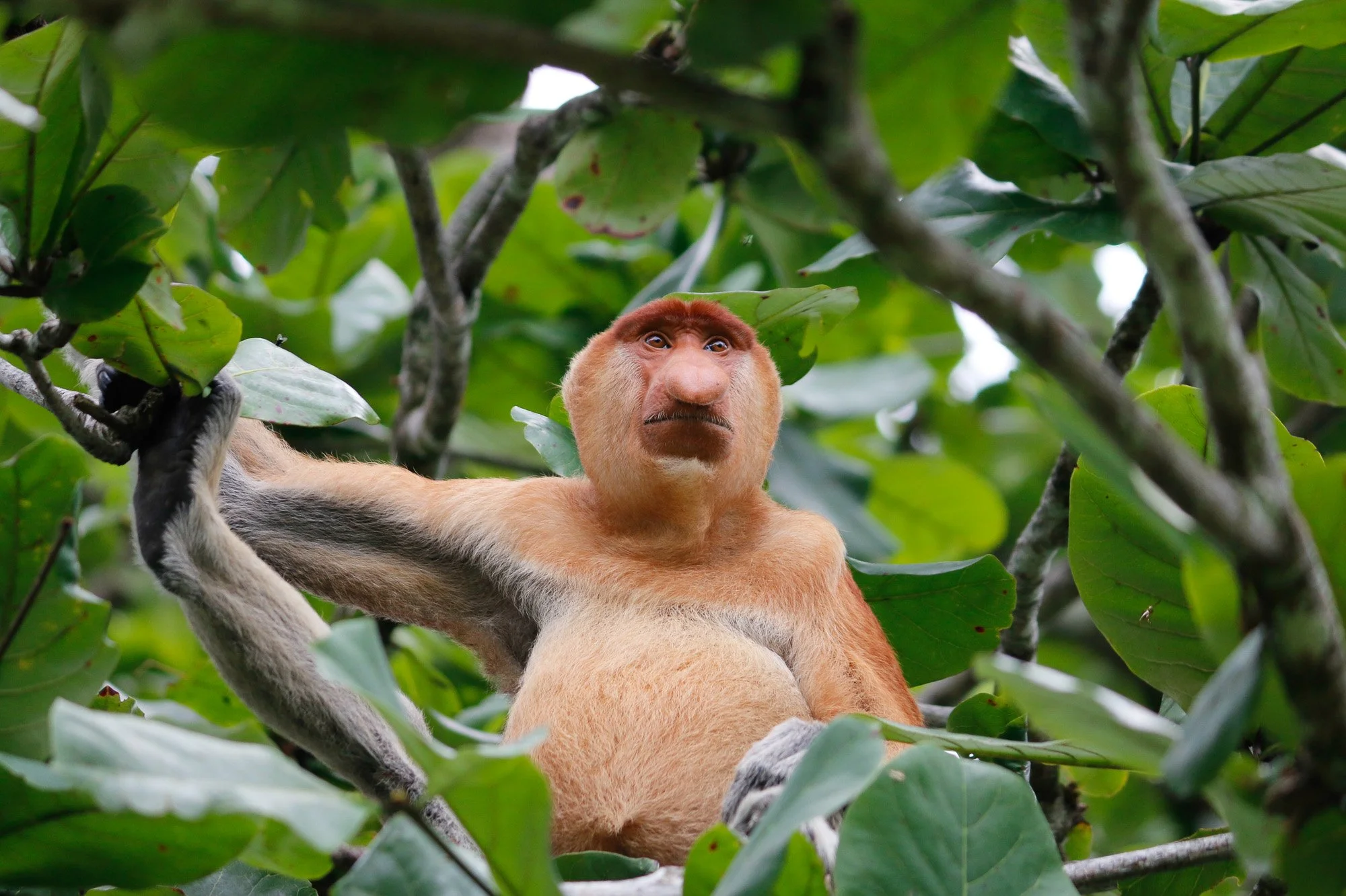 Ein Orang-Utan sitzt in einem Baum im Dschungel, umgeben von grünen Blättern, mit einem beobachtenden Gesichtsausdruck.