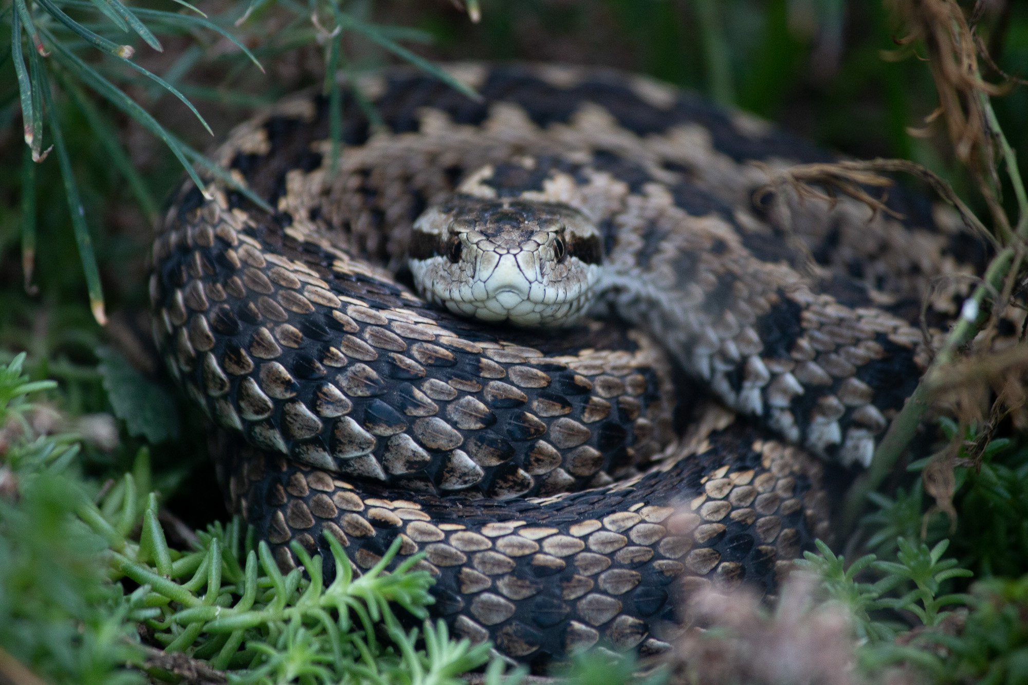 Nahaufnahme einer Schlange, die auf grünem Untergrund liegt, mit braunen, schwarzen und weißen Schuppen auf ihrem Körper.
