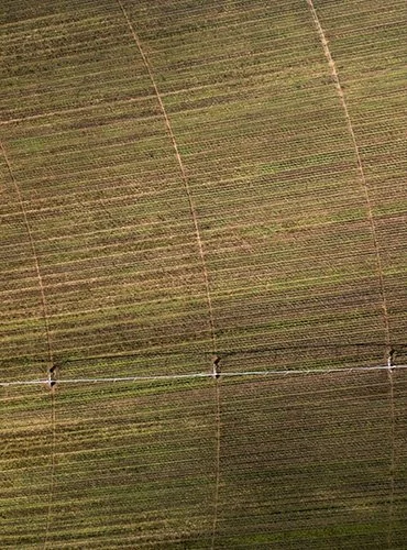 Luftaufnahme von landwirtschaftlichen Feldern mit gleichmäßigen Reihen, durch Querverbindungen getrennt.