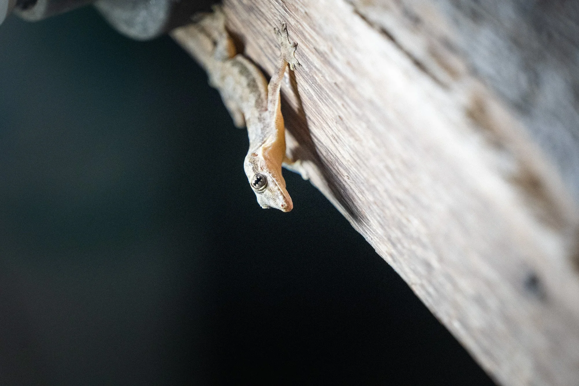 Eine kleine Gecko sitzt an der Unterseite eines Holzstabs vor schwarzem Hintergrund.