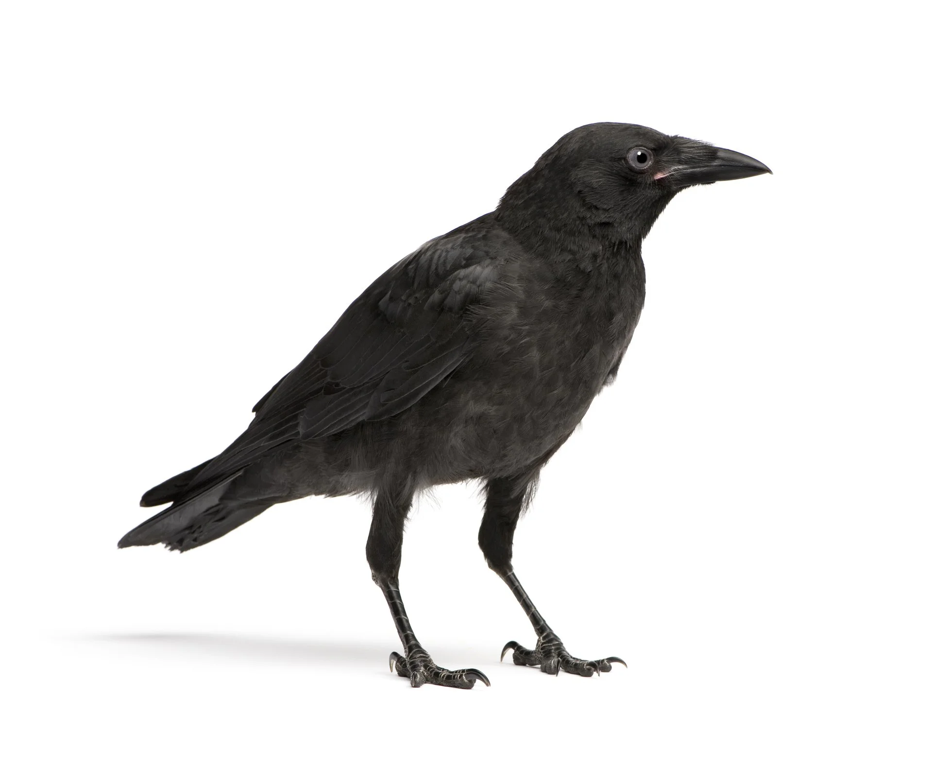 Young crow
