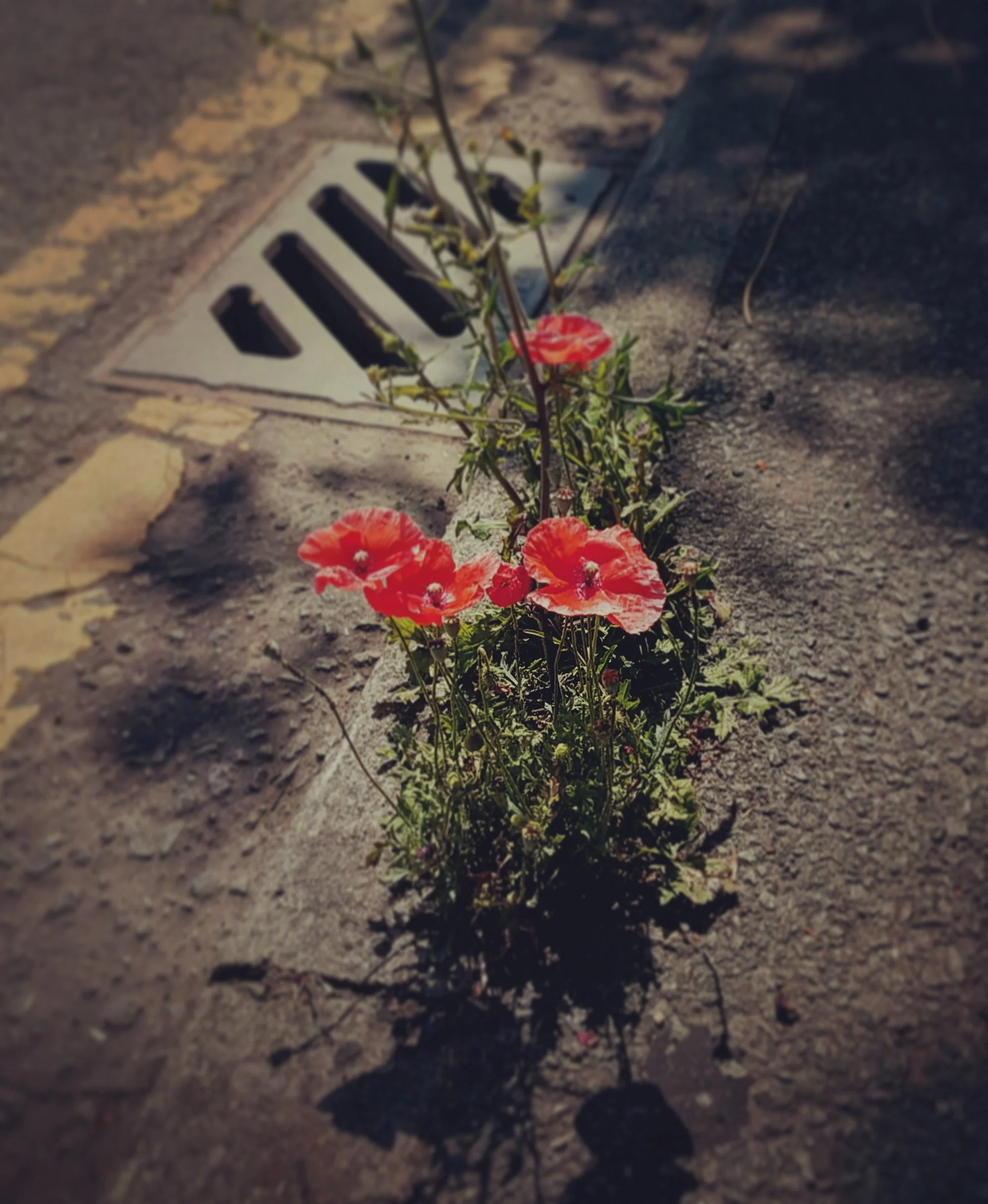 Manchester - beauty is everywhere gutter poppies.jpg