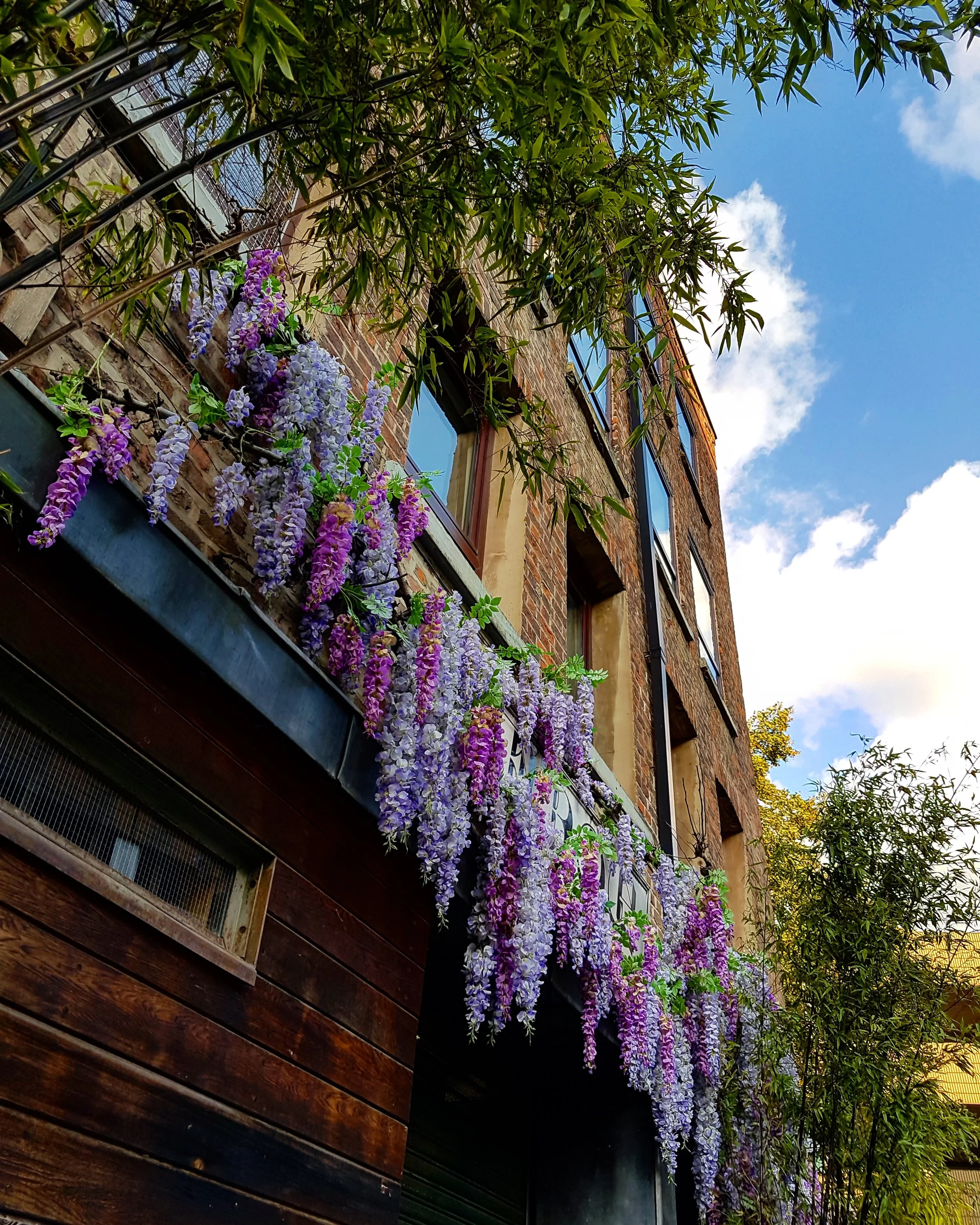 Manchester Northern Quarter wisteria.jpg