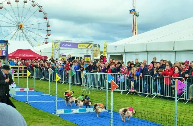 Balmoral Show at MLK 2015.jpg