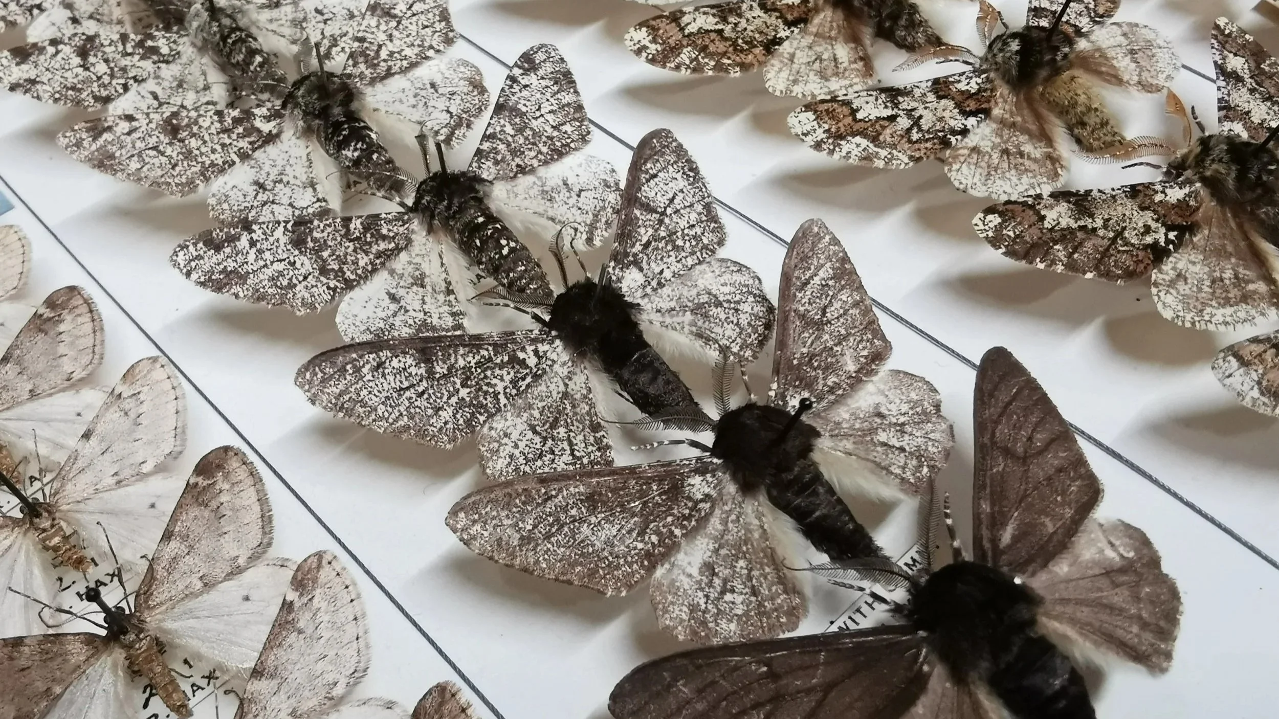Mona and the Moths