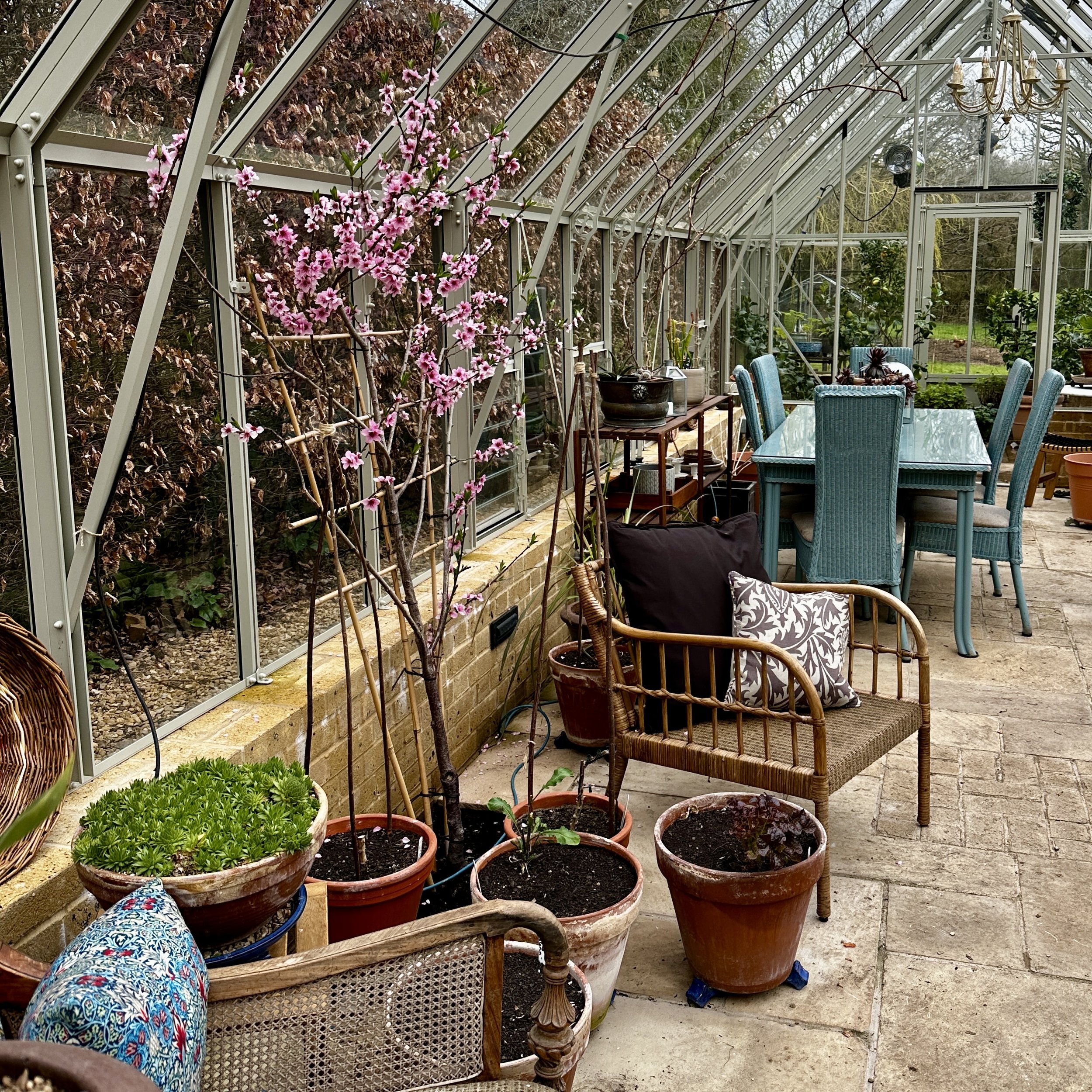 White peach in bloom Asterion and Co.JPG