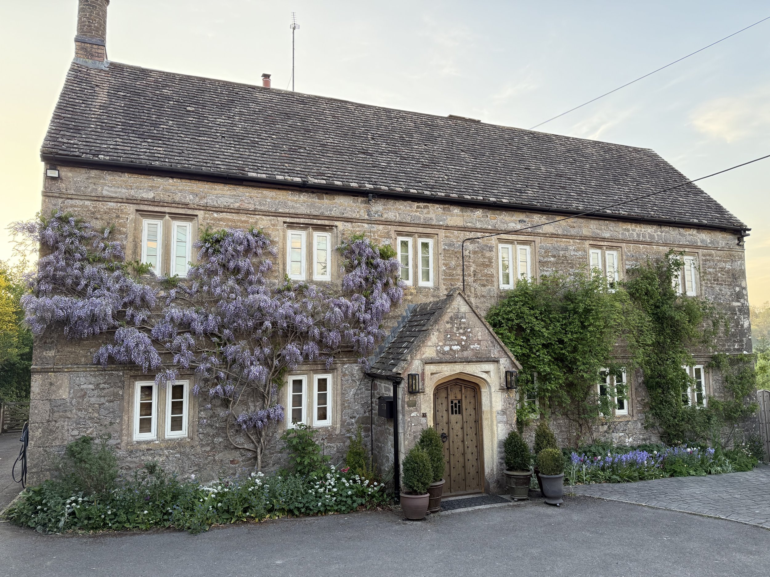 Wisteria in bloom Asterion and Co.jpeg