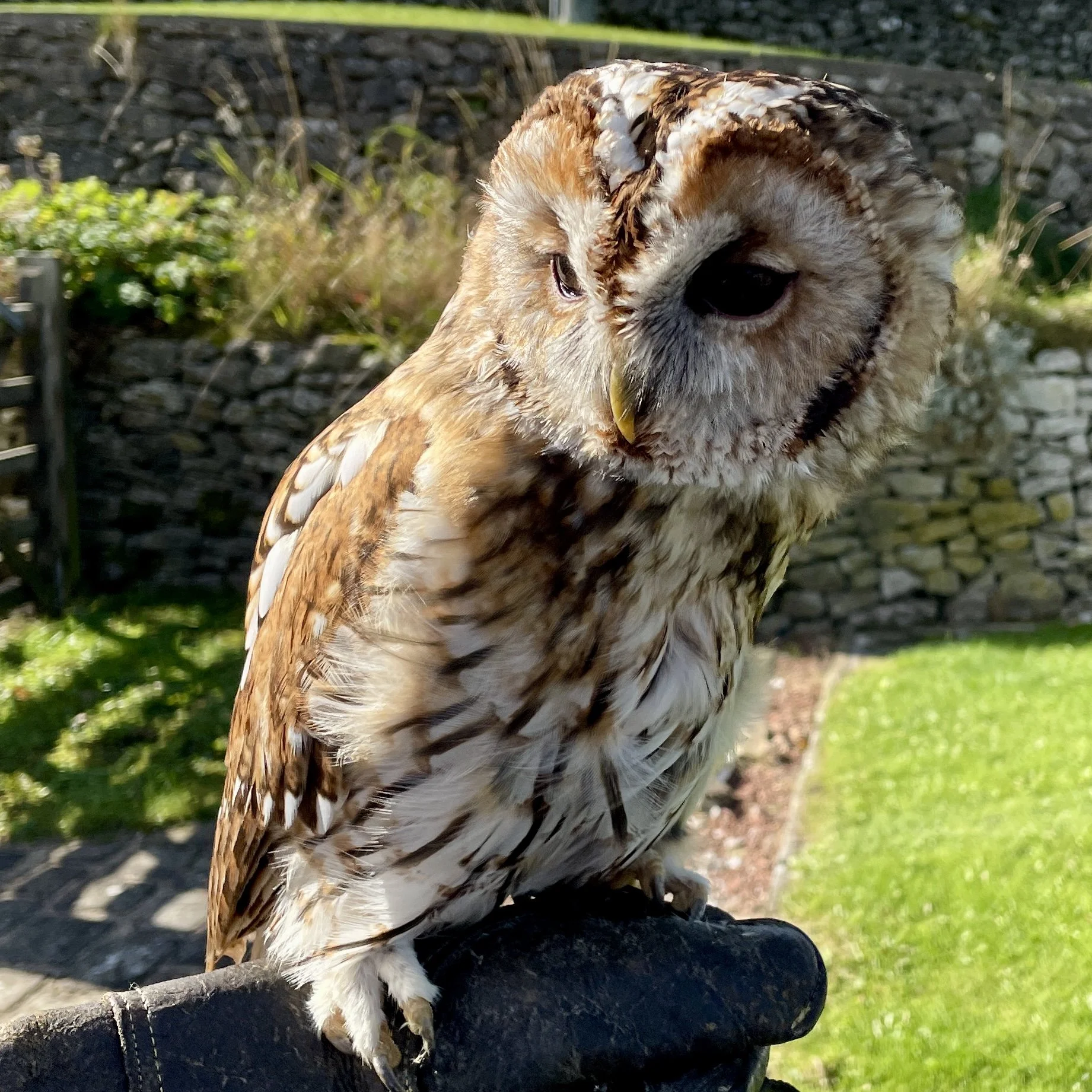 Owl Asterion and Co.JPG