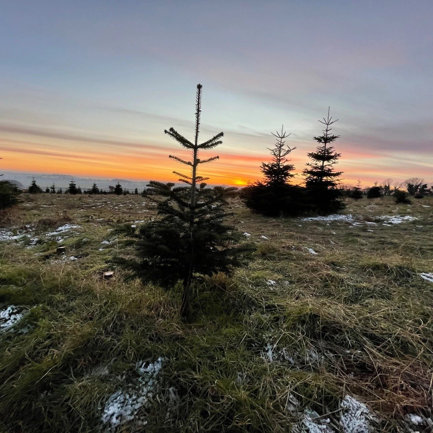 We often think of our Christmas traditions as Victorian inventions. And while many were certainly shaped by Queen Victoria and Prince Albert, the instinct to bring evergreens into our homes in the depths of winter reaches much further back &mdash; al
