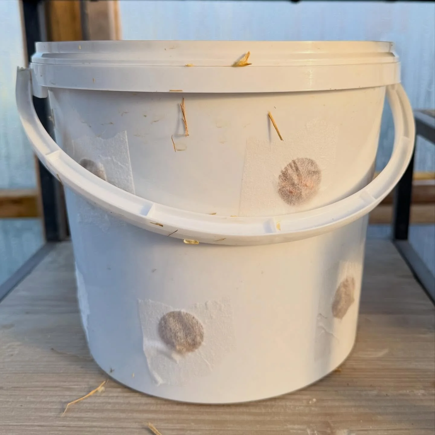 Alongside the beech log inoculations, there&rsquo;s another quiet experiment underway in the polytunnel.

These buckets are packed with straw and inoculated with Blue Oyster spores to explore a different growing rhythm &mdash; quicker, lighter, and m