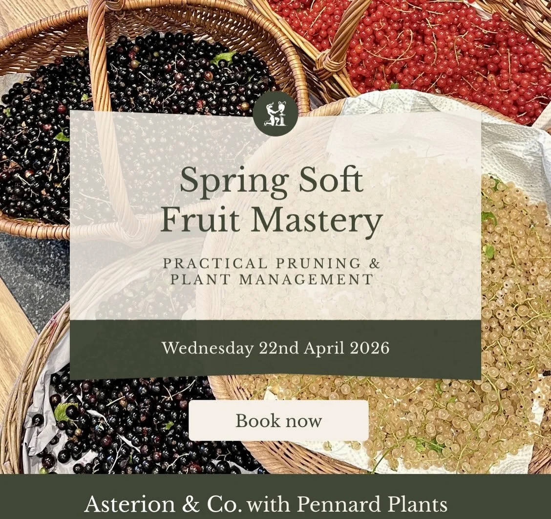 Join us for a day immersed in the soft fruit garden &mdash; combining practical pruning skills with generous hospitality, seasonal produce and time well spent outdoors.

There is something deeply satisfying about soft fruit. The anticipation of the s