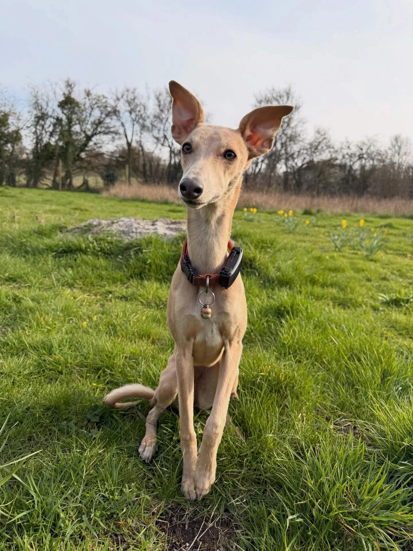 A year or so ago my friend, Sarah @beehive52 in a visit to Asterion &amp; Co. said, &ldquo;this place needs a dog.&rdquo; She was right.

Ariadne, or Ari for short, is now eight months old and very much part of life at the Old Vicarage. She&rsquo;s f