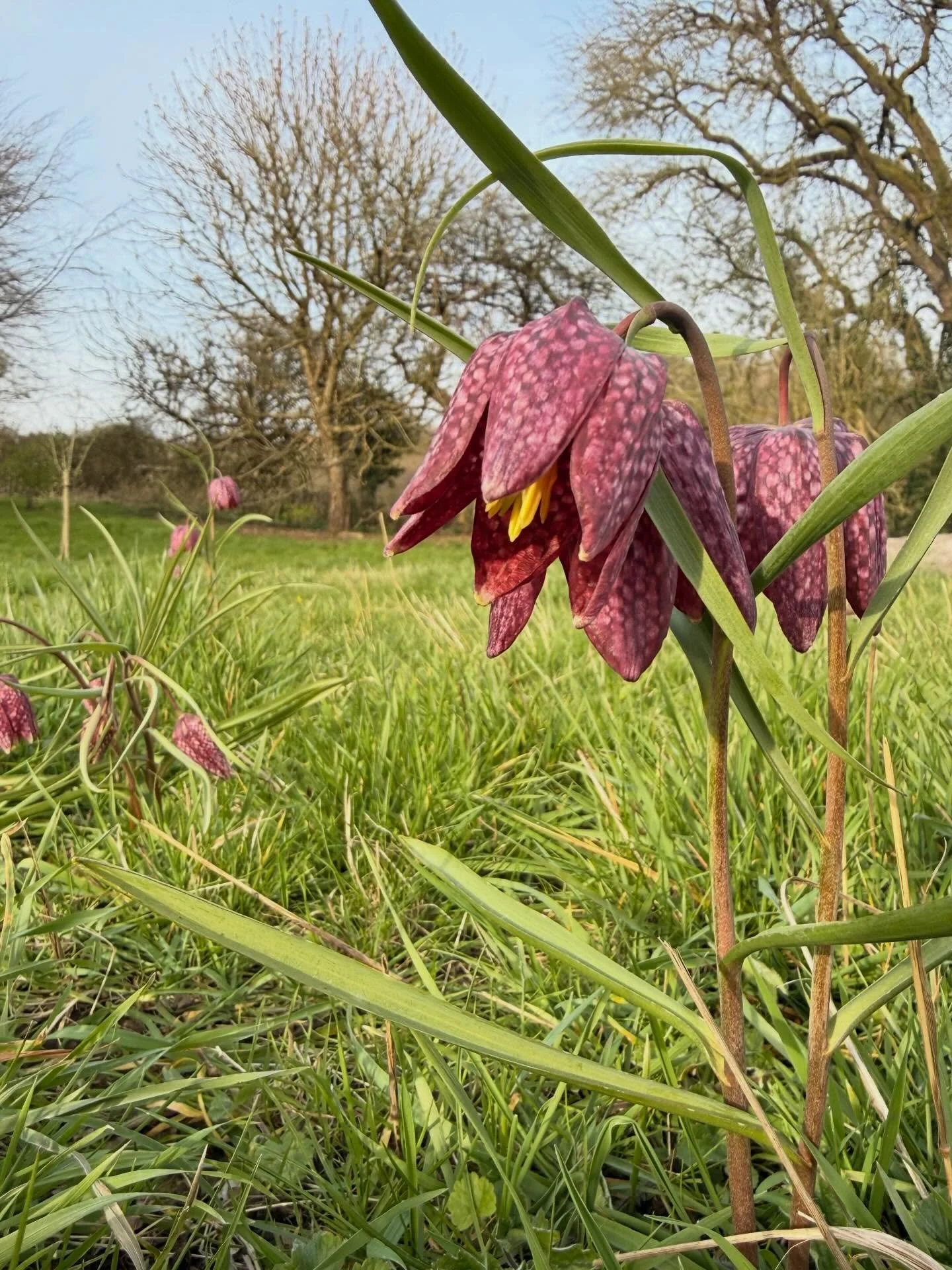 Top tips for growing the Snake&rsquo;s Head Fritillary (Fritillaria meleagris) in a meadow&hellip;

🌧️ 1. Moisture is everything: They want damp in spring, not dry | Think: traditional hay meadow, not a dry wildflower bank | If your ground dries out