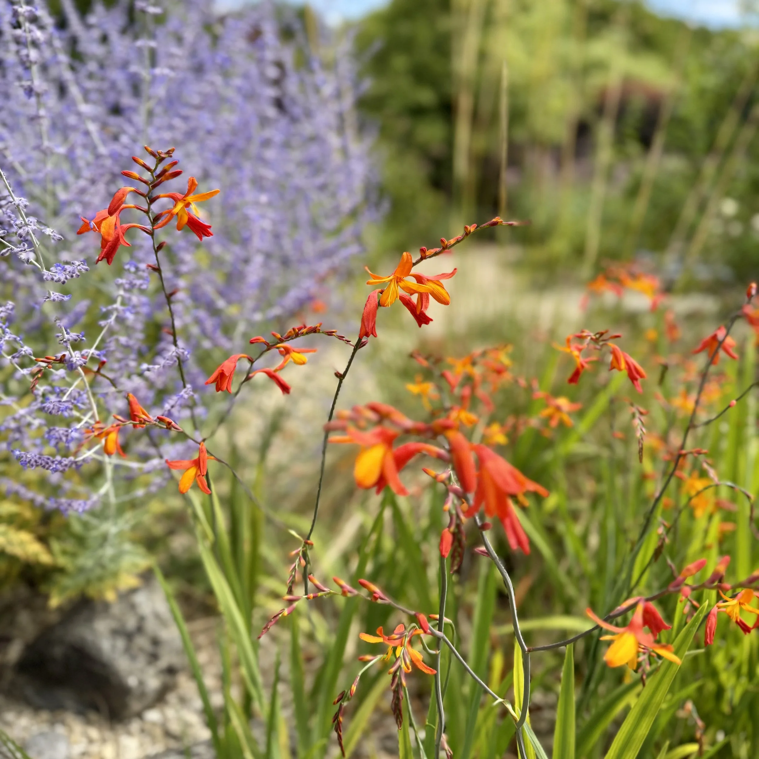 Crocosmia and Russian Sage Asterion and Co.jpeg