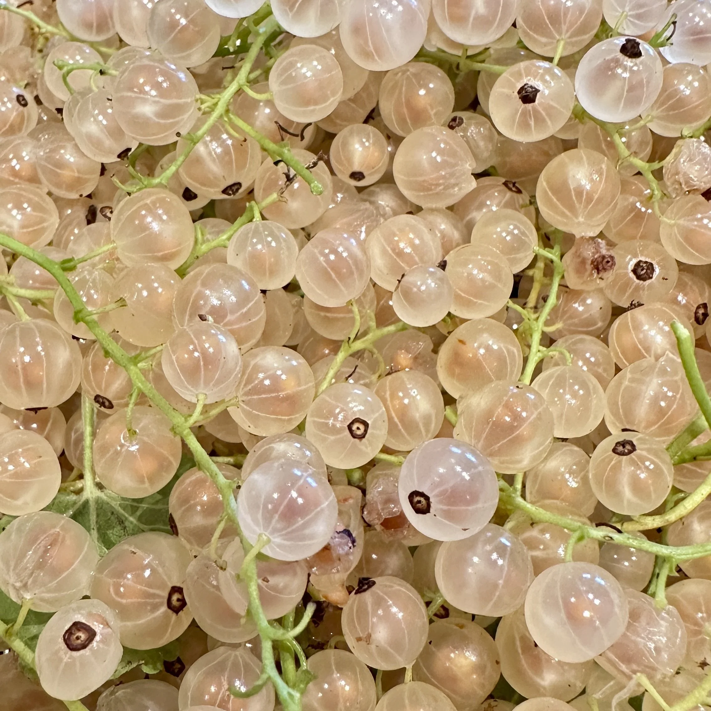 White currants Asterion and Co.jpg