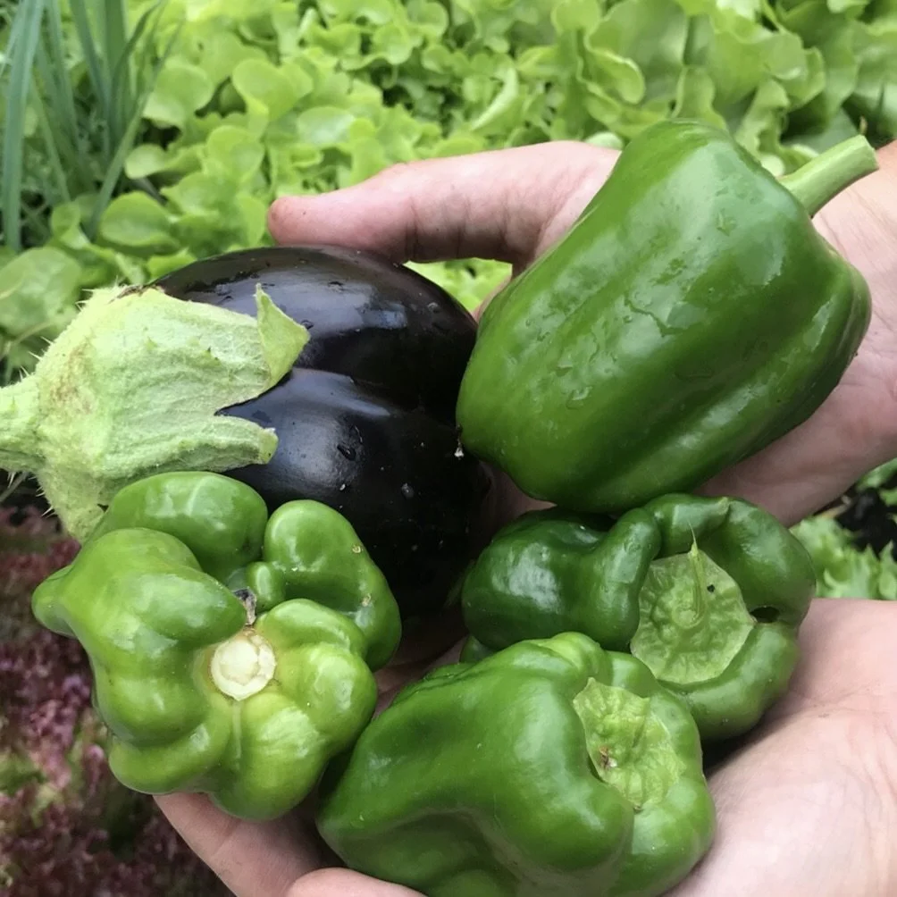 Aubergine and peppers in hand Asterion and Co.jpeg
