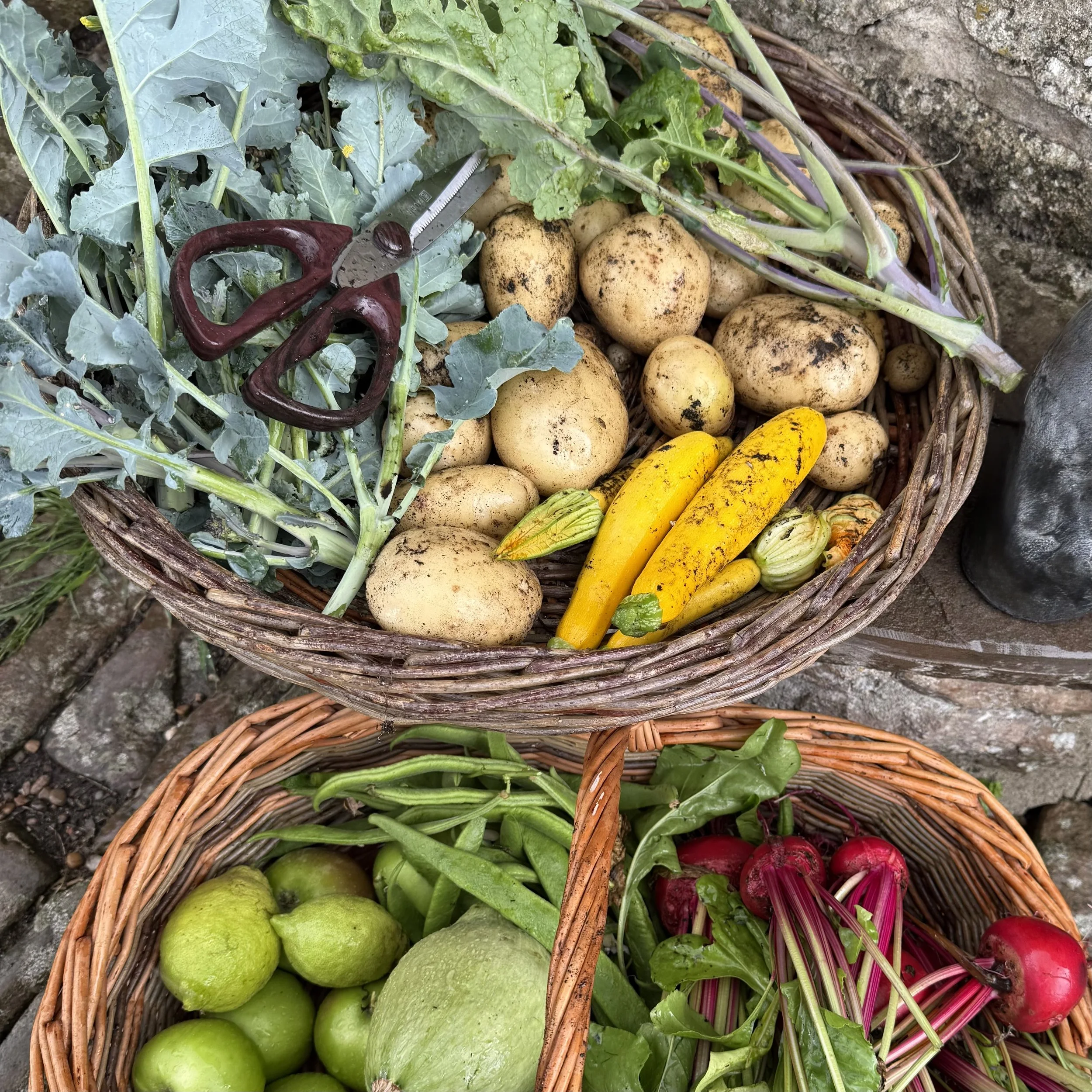 Getting Ahead in the Vegetable Garden: A Two-Day Spring Preparation Course. |RESIDENTIAL. 24th and 25th March 2026.