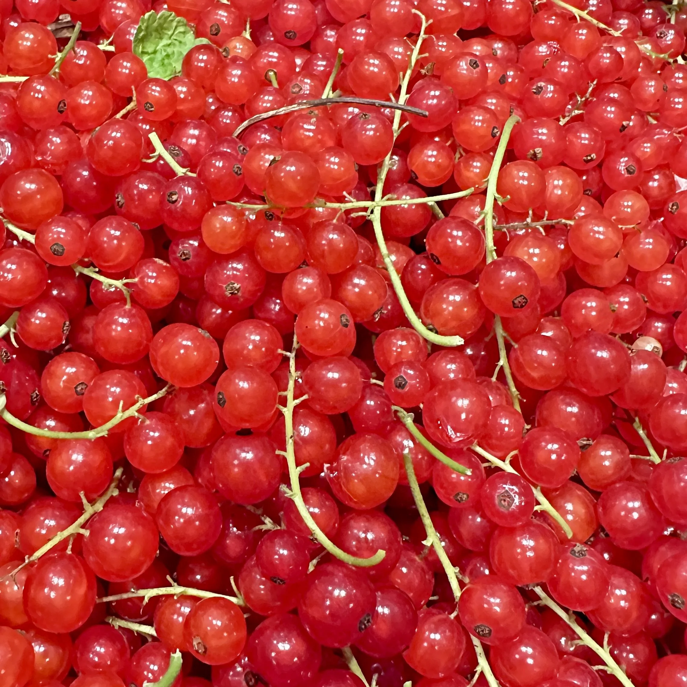 Red currants Asterion and Co.jpg