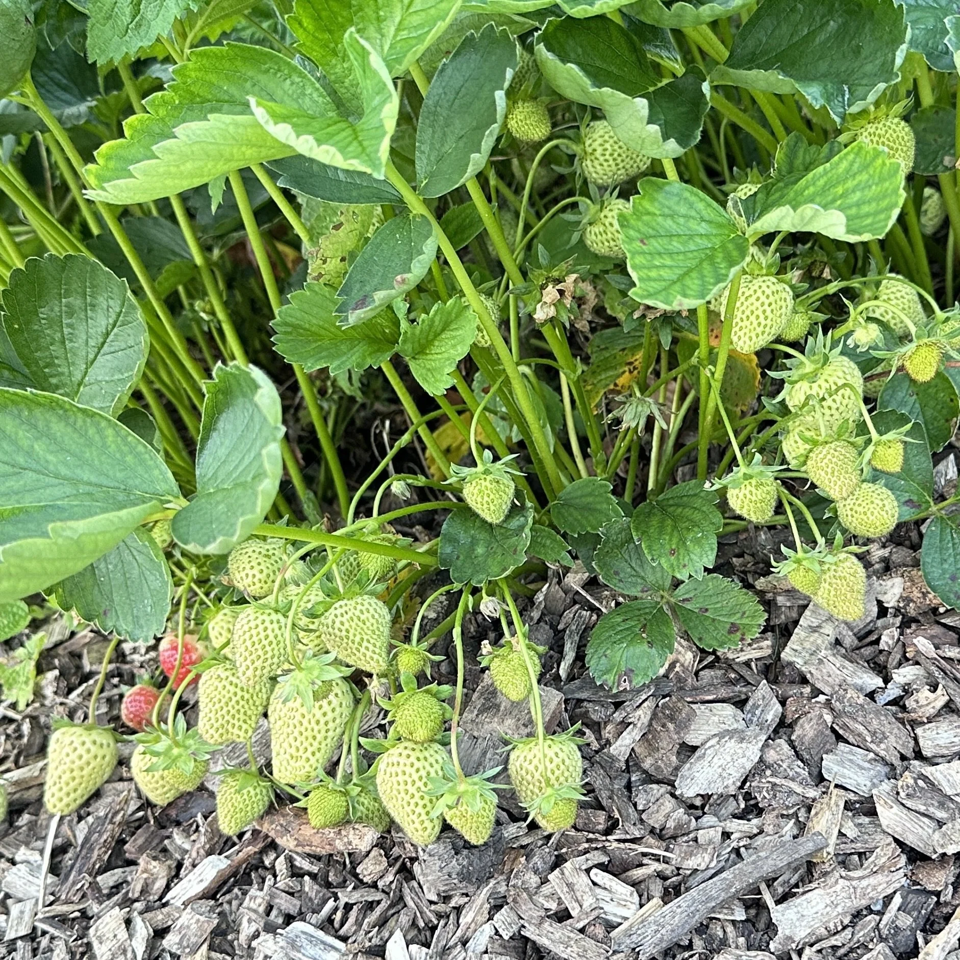 Unripe strawberries Asterion and Co.jpg