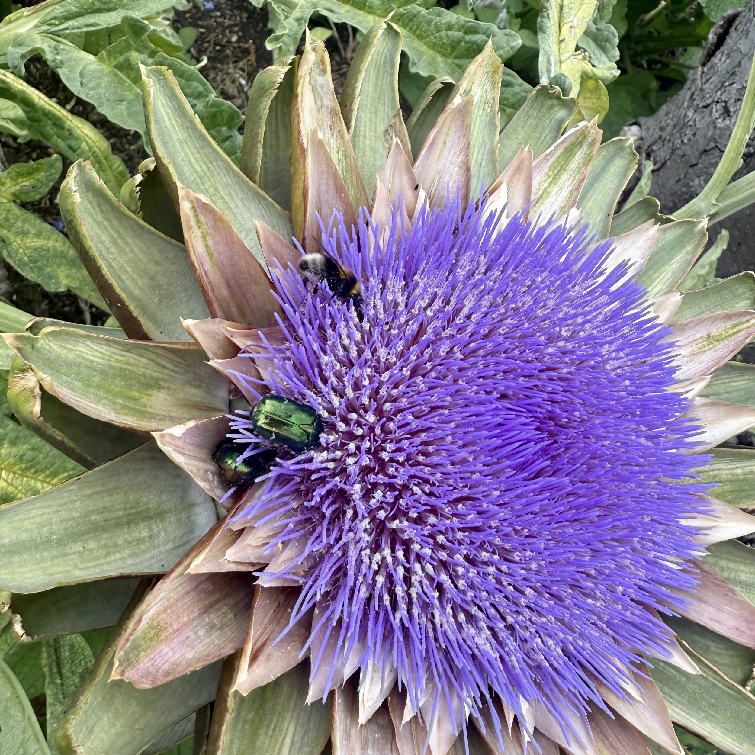 Globe artichoke with Rose Chafers Asterion and Co.jpeg