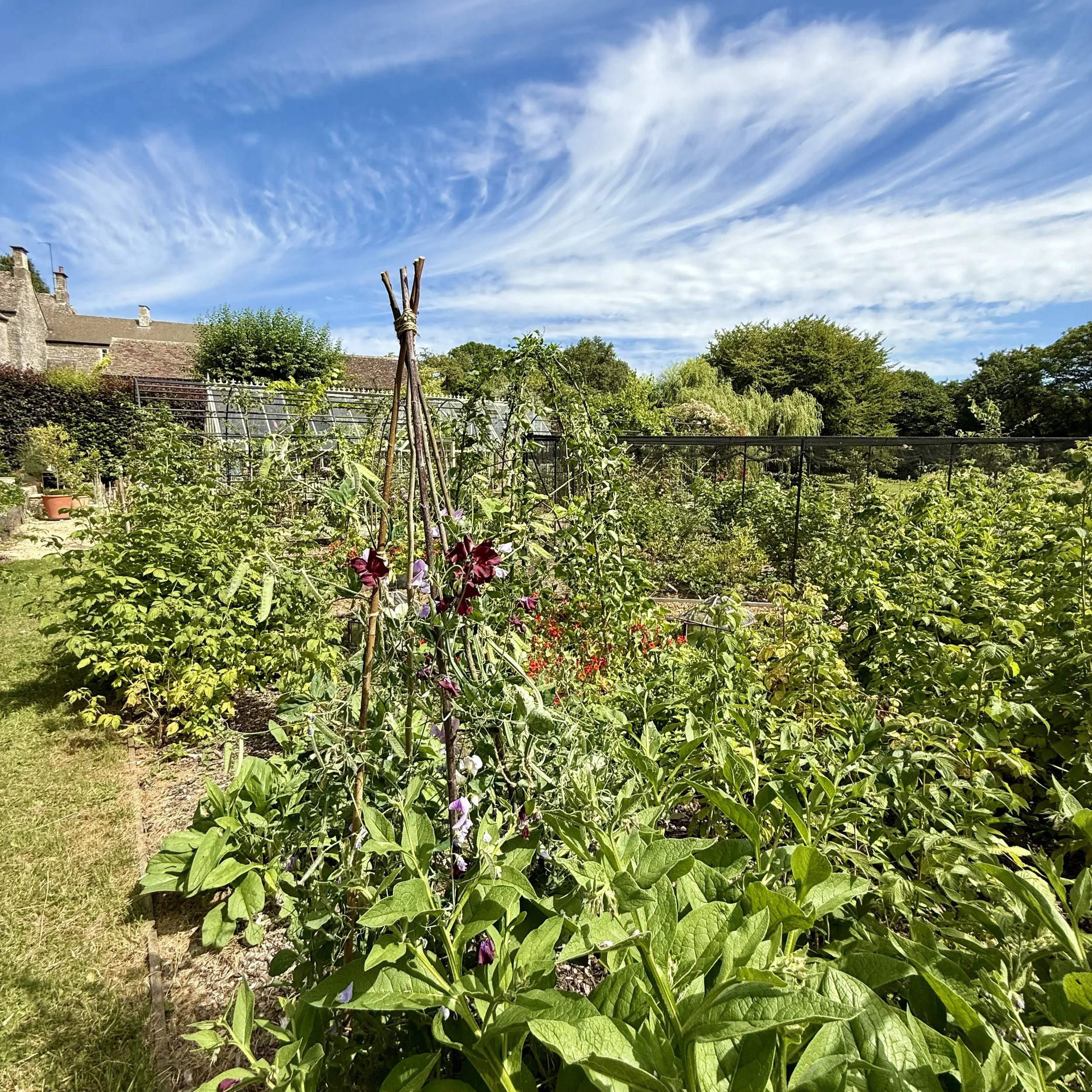 View of kitchen garden Asterion and Co.jpeg