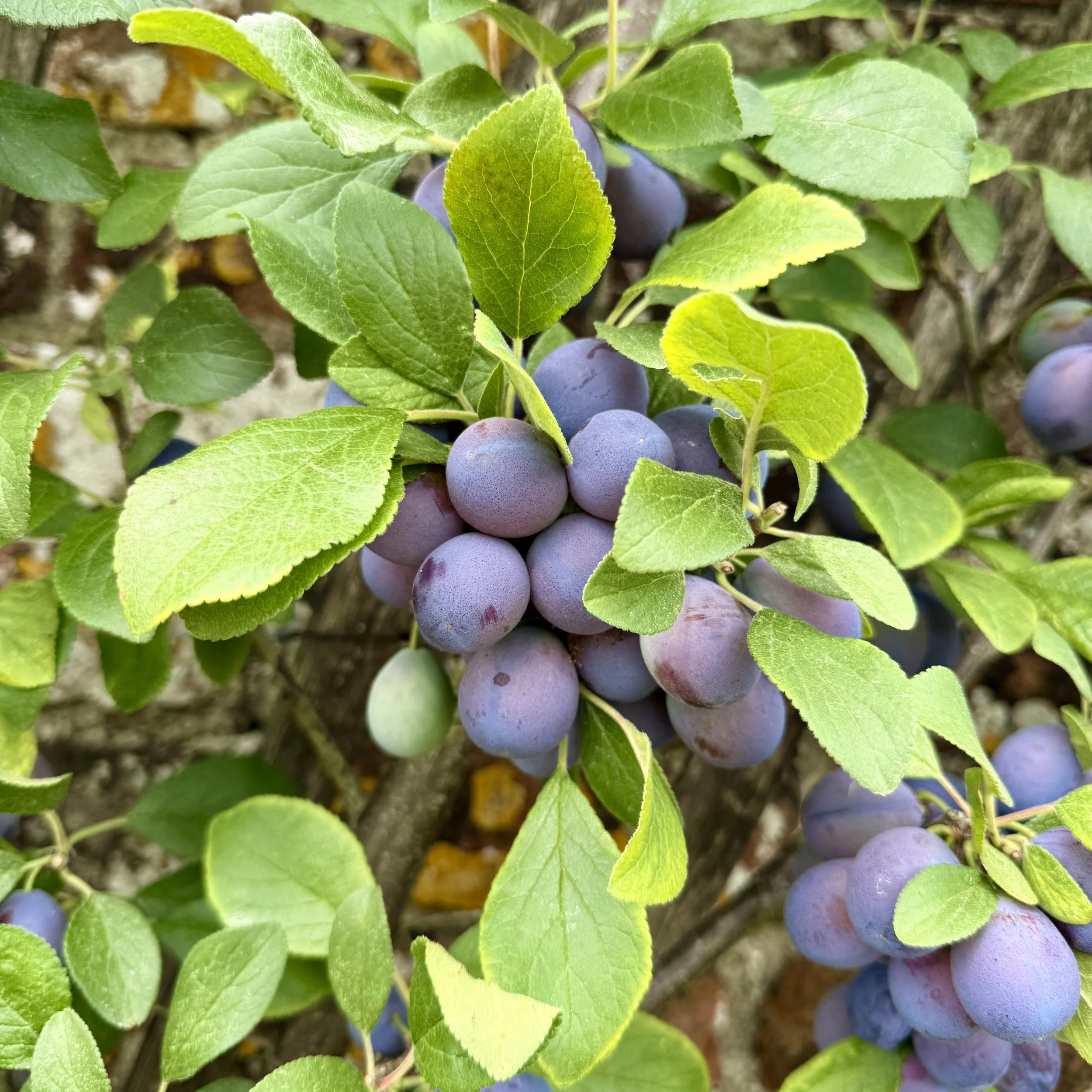 The Heritage Fruit Garden in Summer: Stone Fruit Pruning for Health and Flavour. | Thursday 25th June 2026.