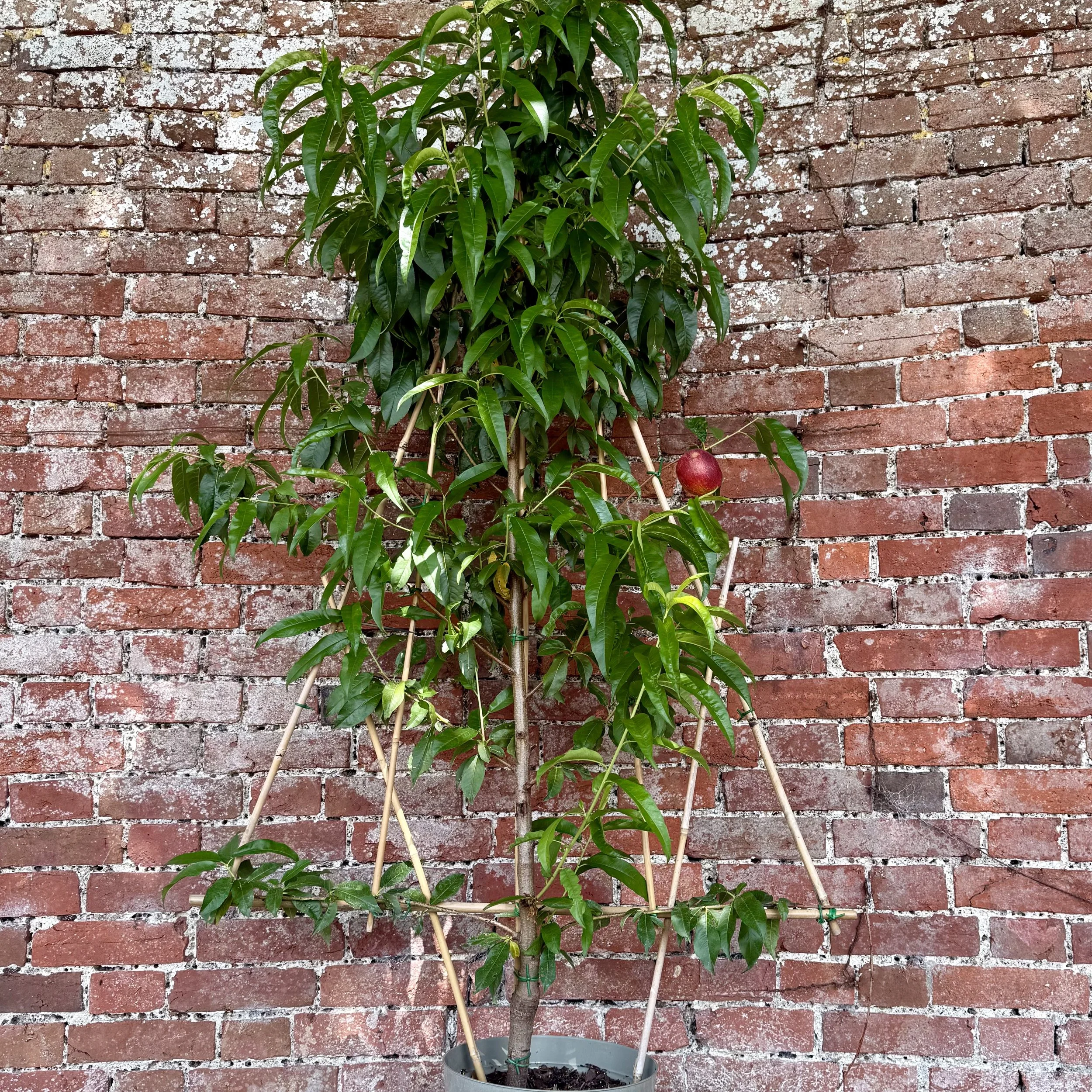 Unpruned fan Asterion and Co.jpeg