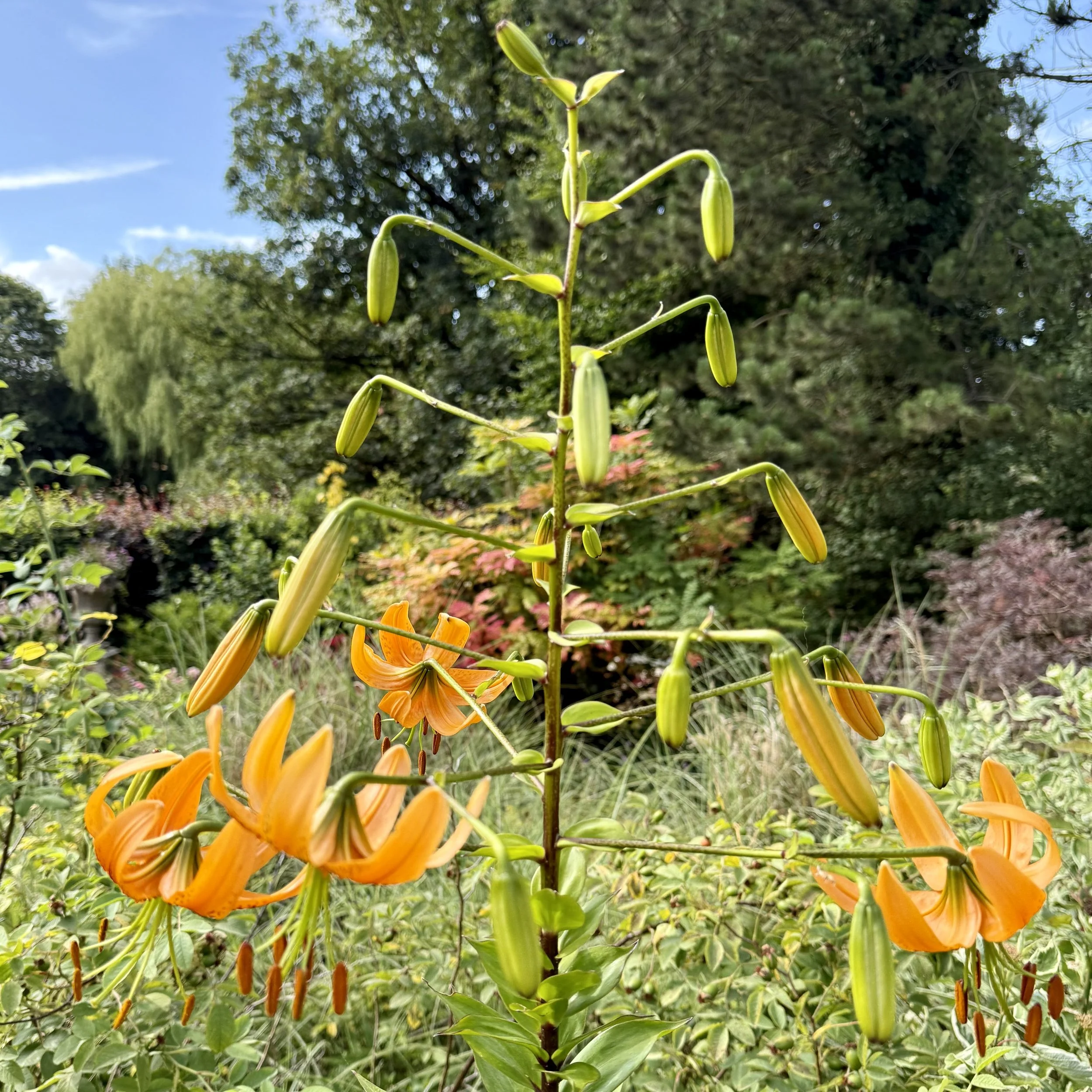 Lillies Asterion and Co.jpeg