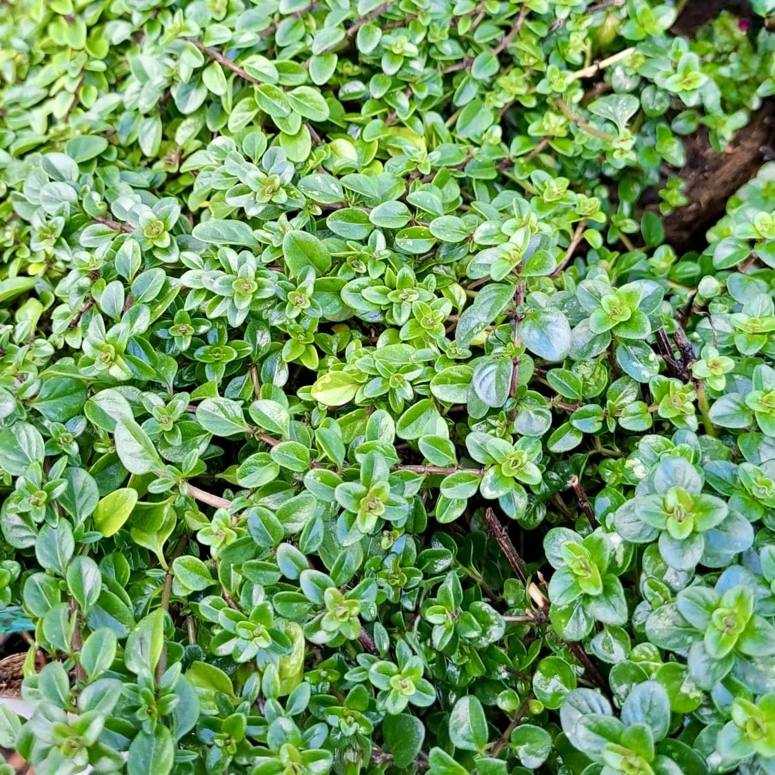 Thyme Asterion and Co.jpeg