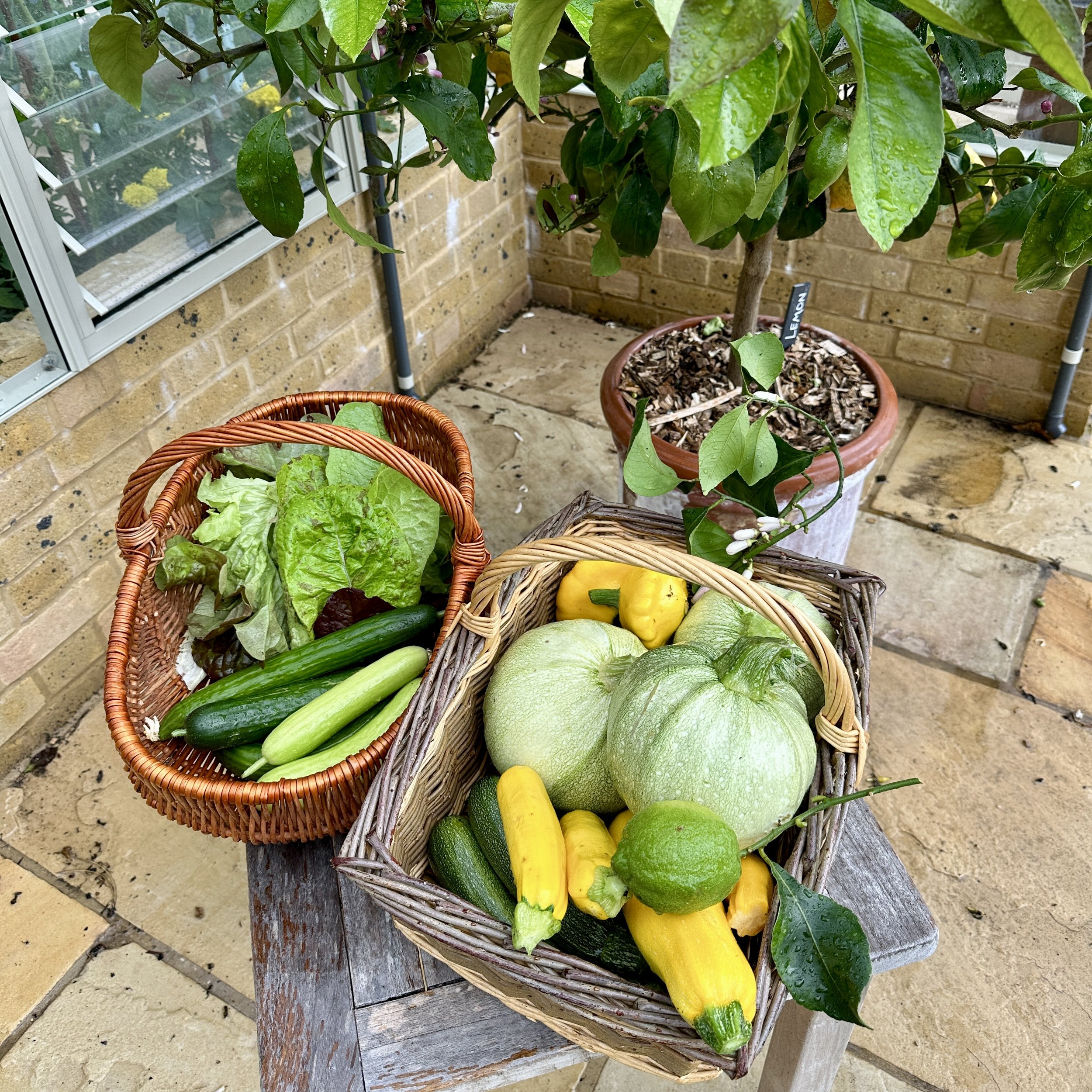 Getting Ahead in the Vegetable Garden: A Two-Day Spring Preparation Course. |20th and 21st March 2026.
