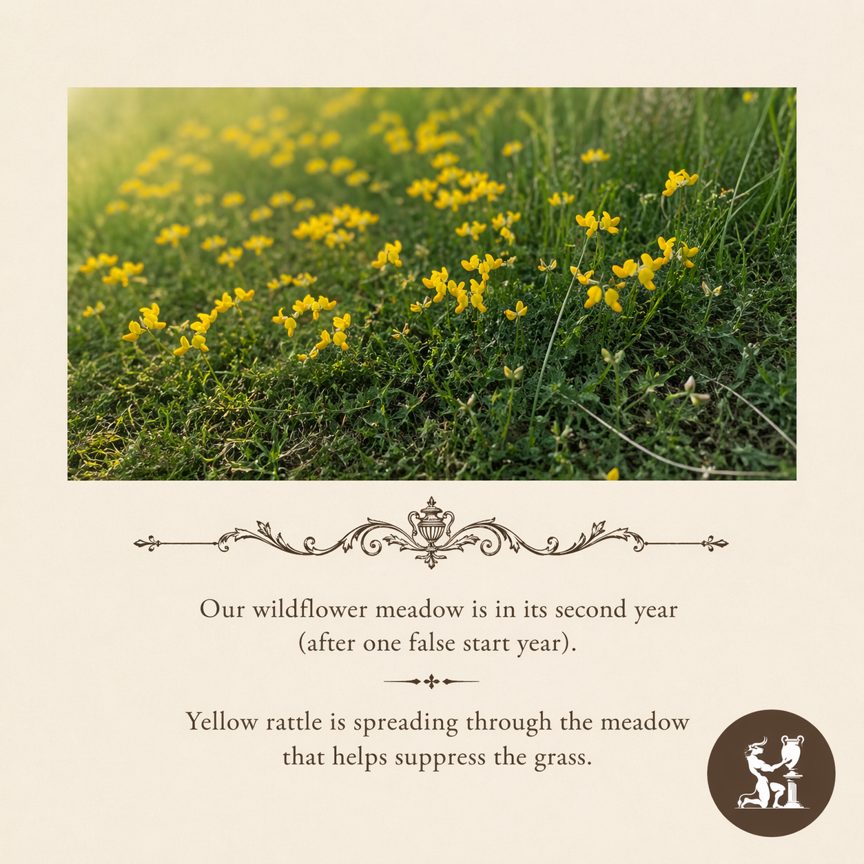 Yellow rattle in our wild flower meadow