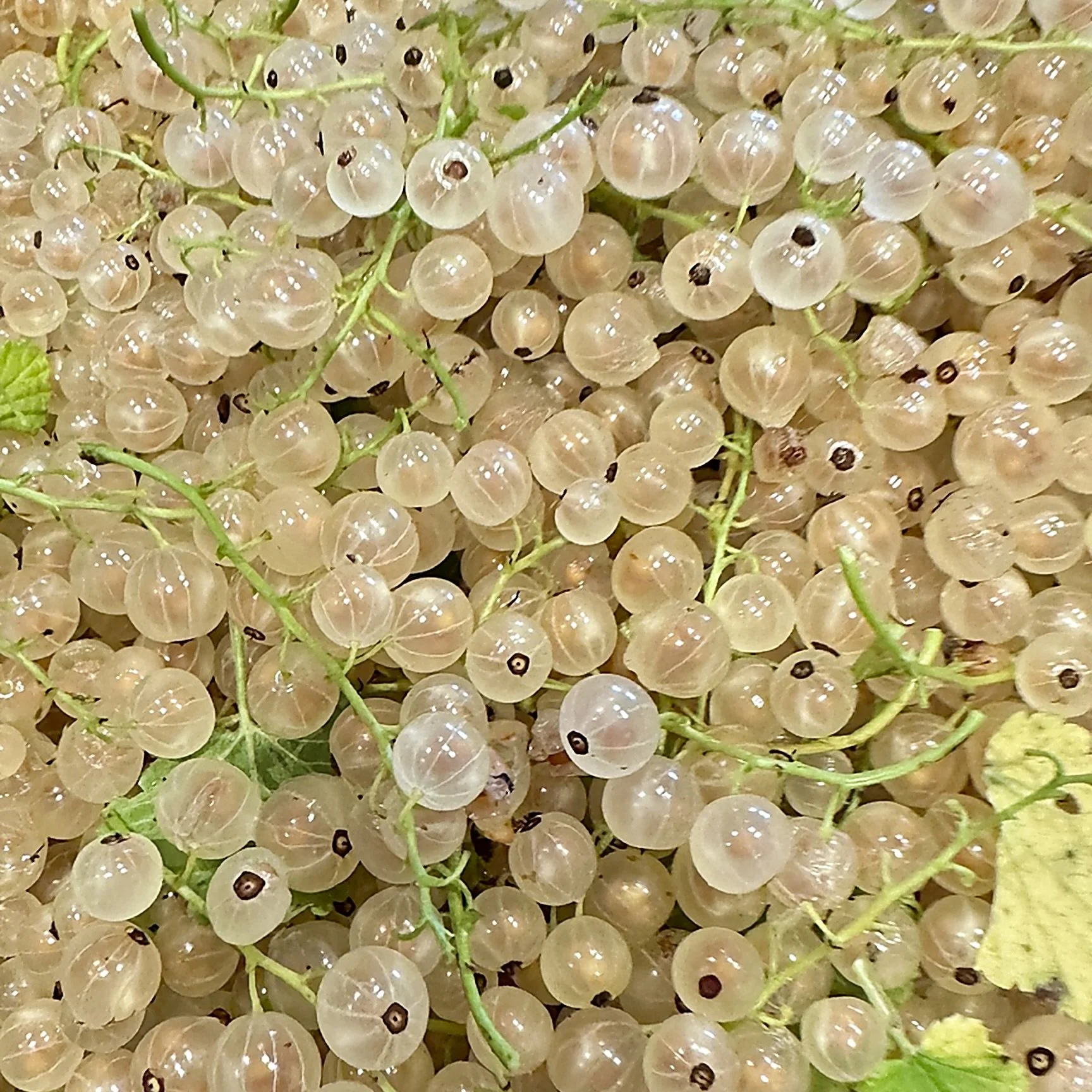 whitecurrants_enhanced.jpeg