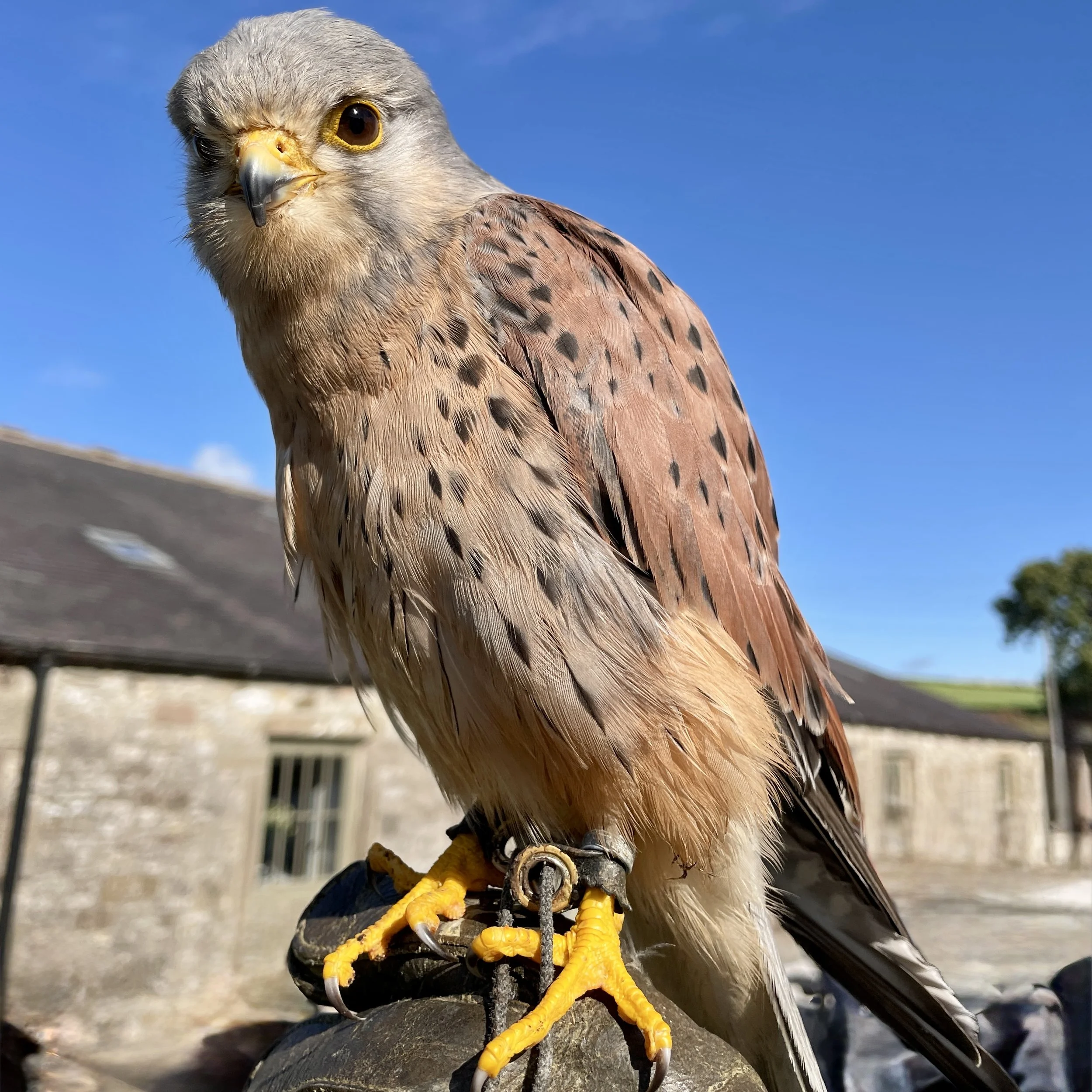 Kestrel Asterion and Co.JPG