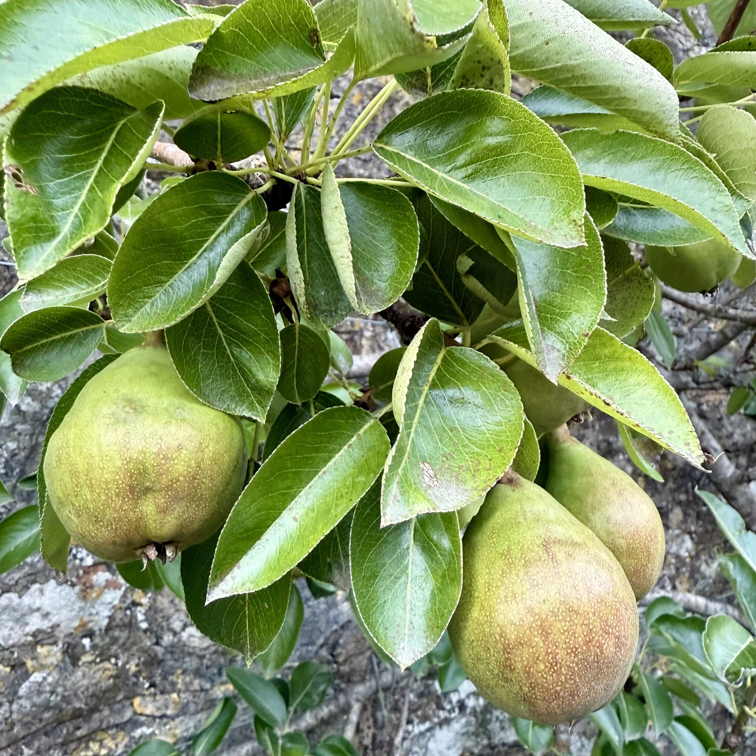 Pear tree in fruit Asterion and Co.jpeg
