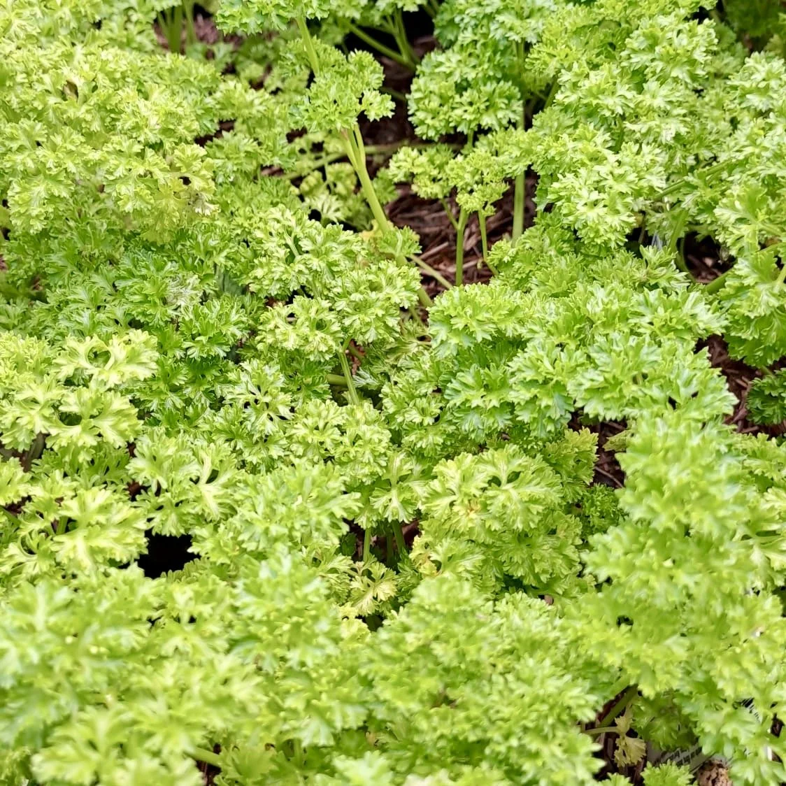 Parsley Asterion and Co.jpeg