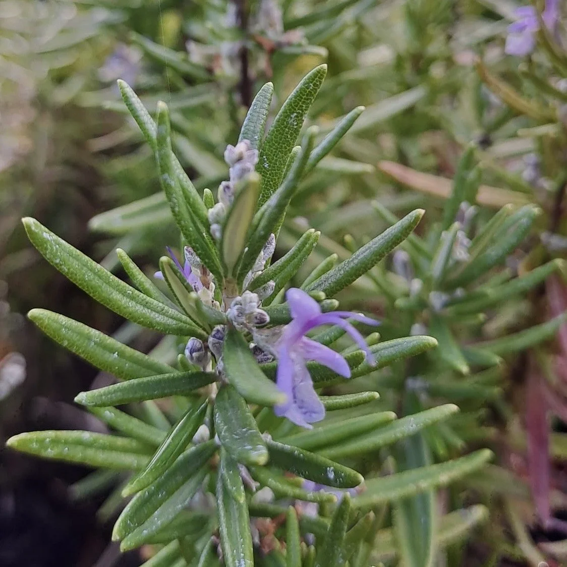 Rosemary Asterion and Co.jpeg