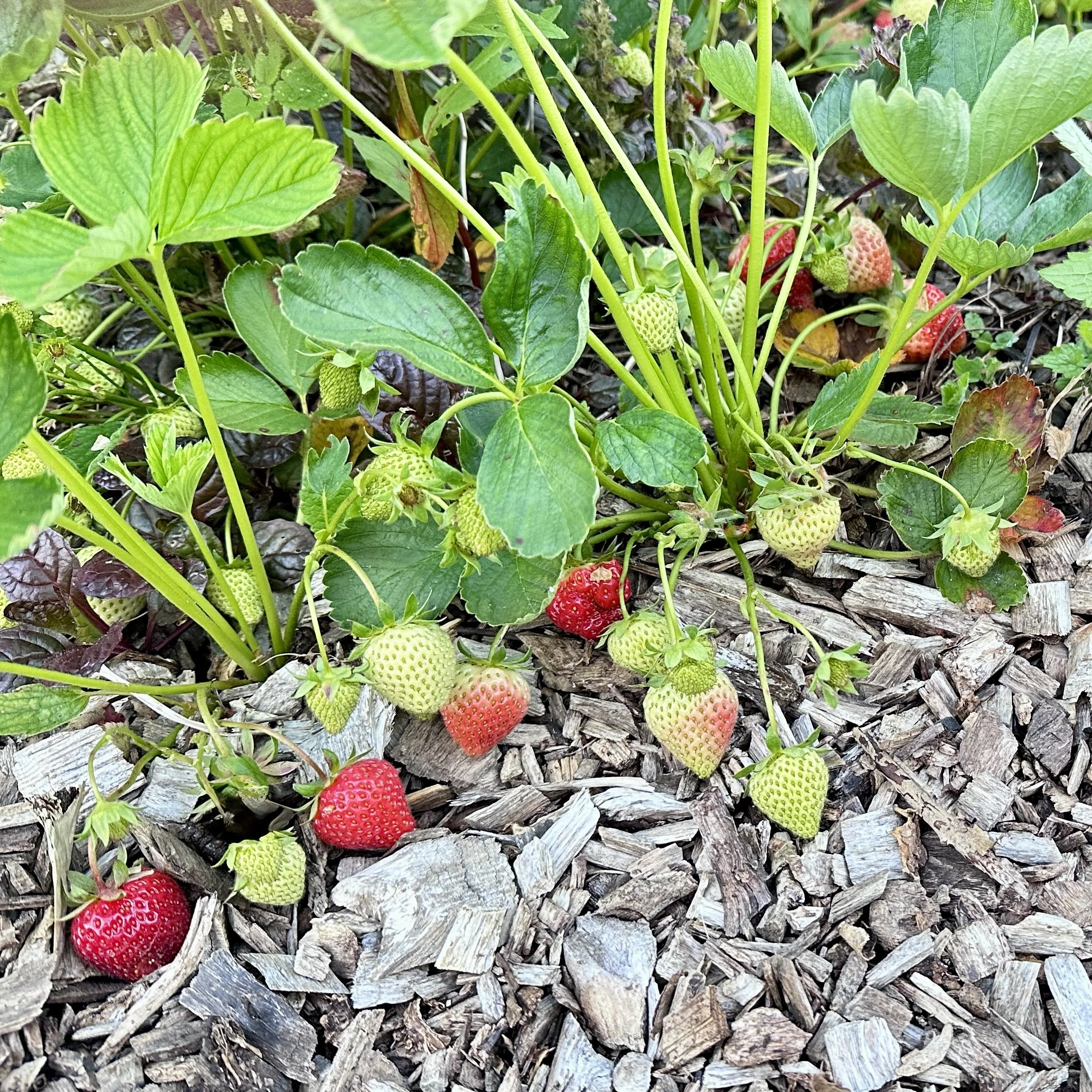 Ripening strawberries.jpg