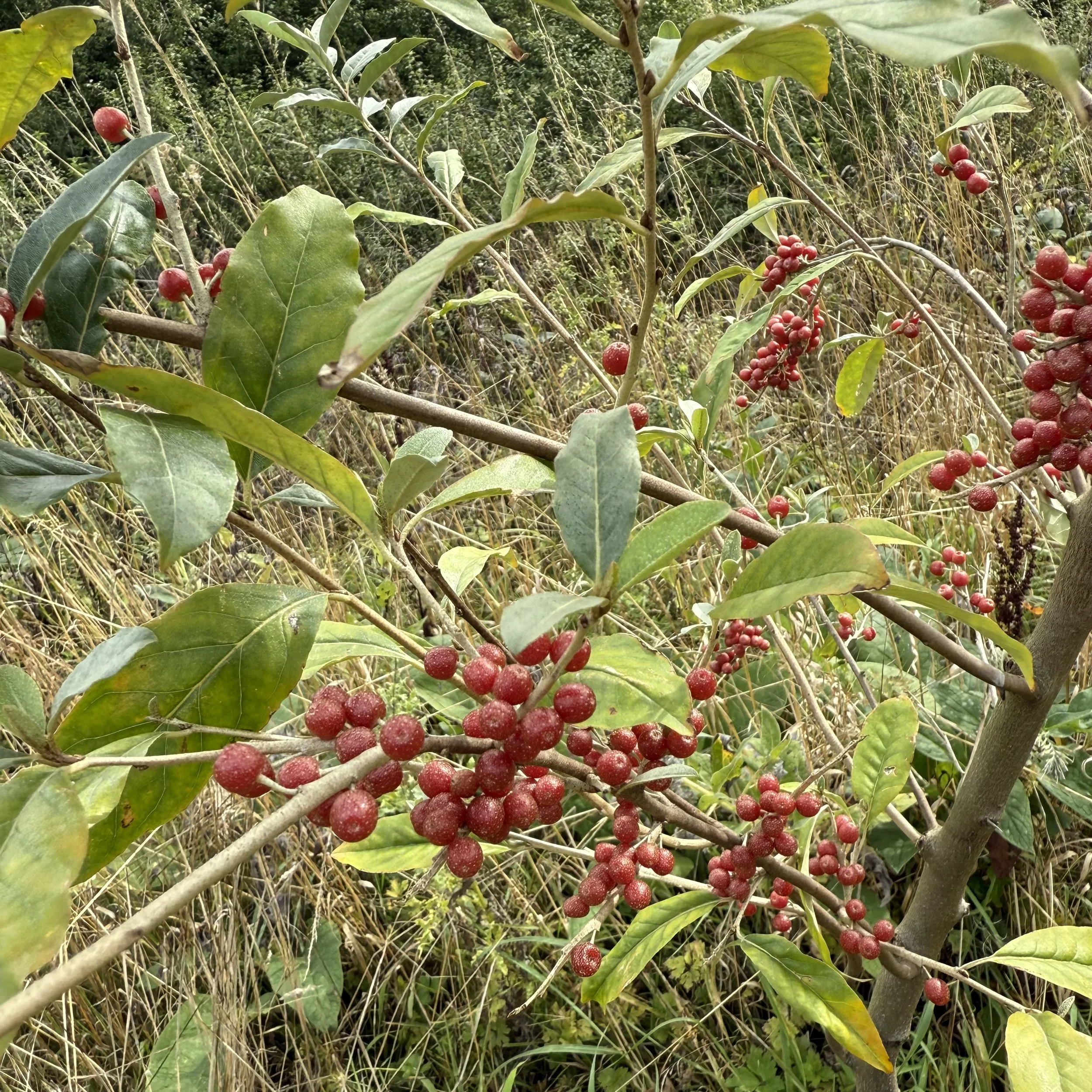 Autumn olive fruit on Elaeagnus umbellate.jpeg