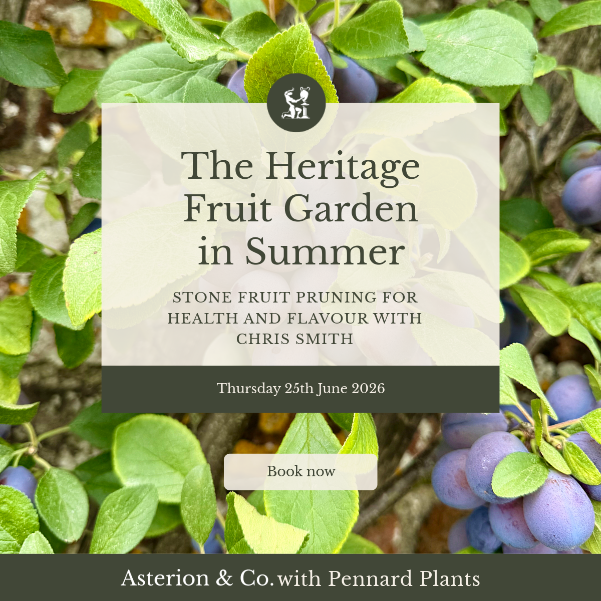 The Heritage Fruit Garden in Summer: Stone Fruit Pruning for Health and Flavour. | Thursday 25th June 2026