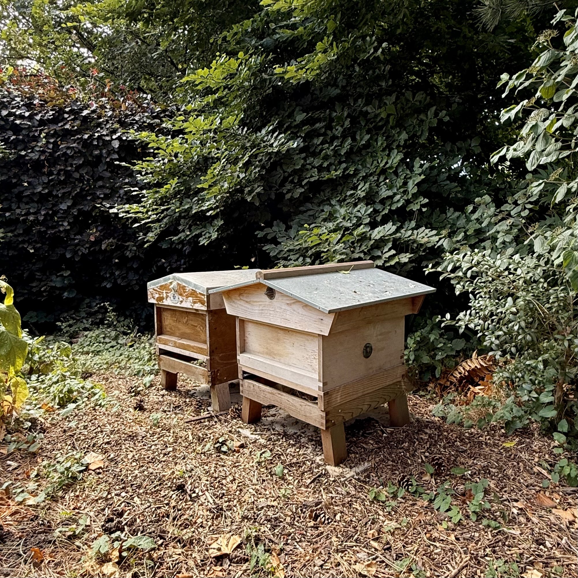 Beehives Asterion and Co.jpeg