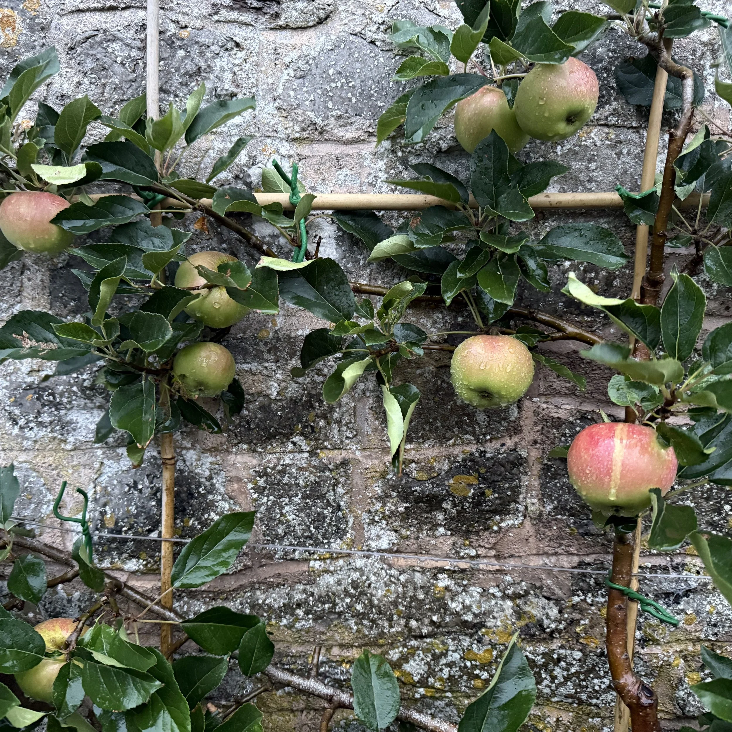 Espalier apples Asterion and Co.jpeg