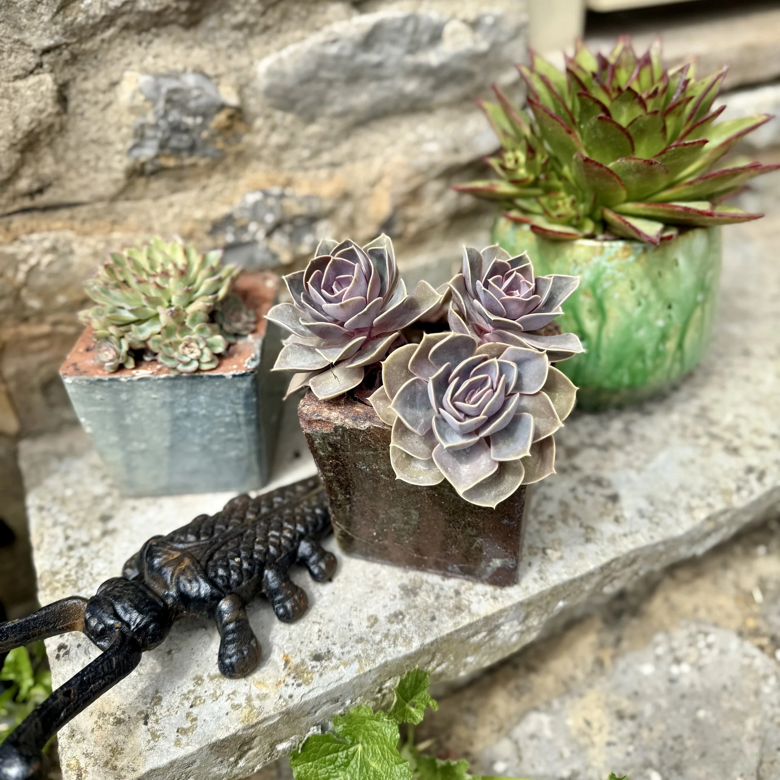 Plants on kitchen step Asterion and Co.jpeg (Copy)