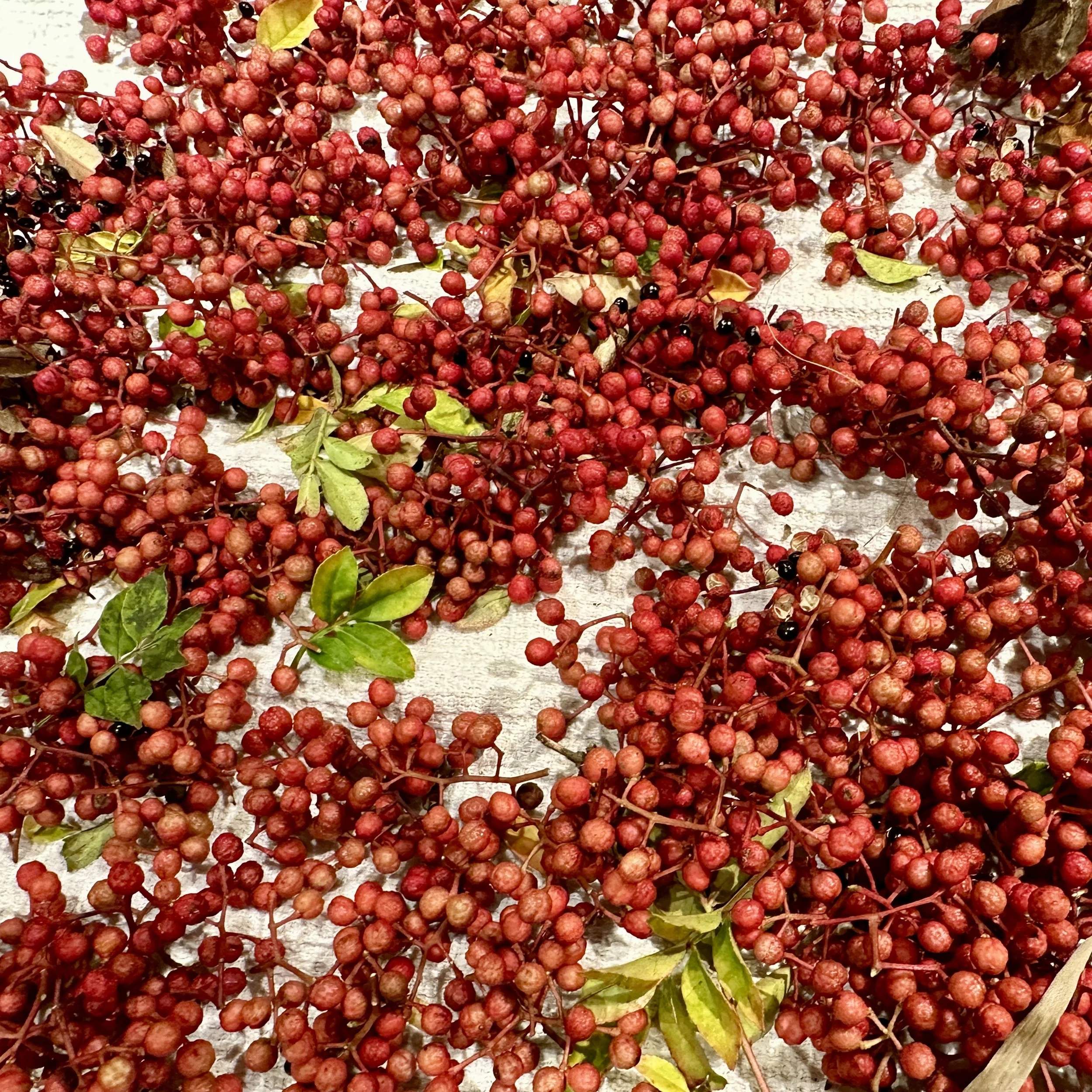 Szechuan pepper Asterion and Co.JPG