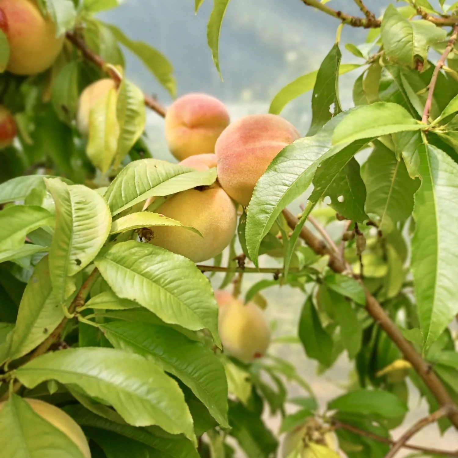 The Heritage Fruit Garden in Summer: Stone Fruit Pruning for Health and Flavour. |Saturday 27th June 2026.