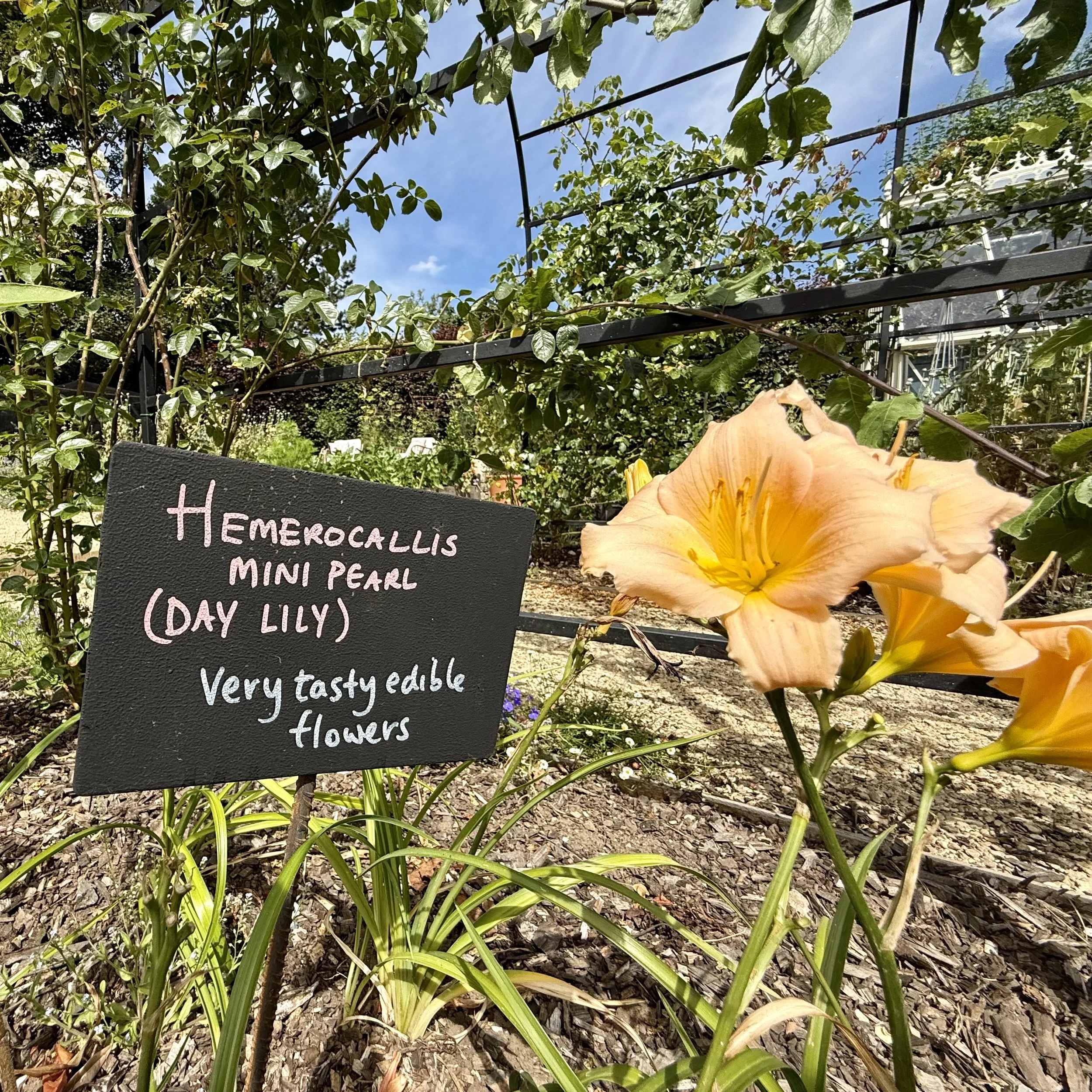 Day lilies Asterion and Co.jpeg