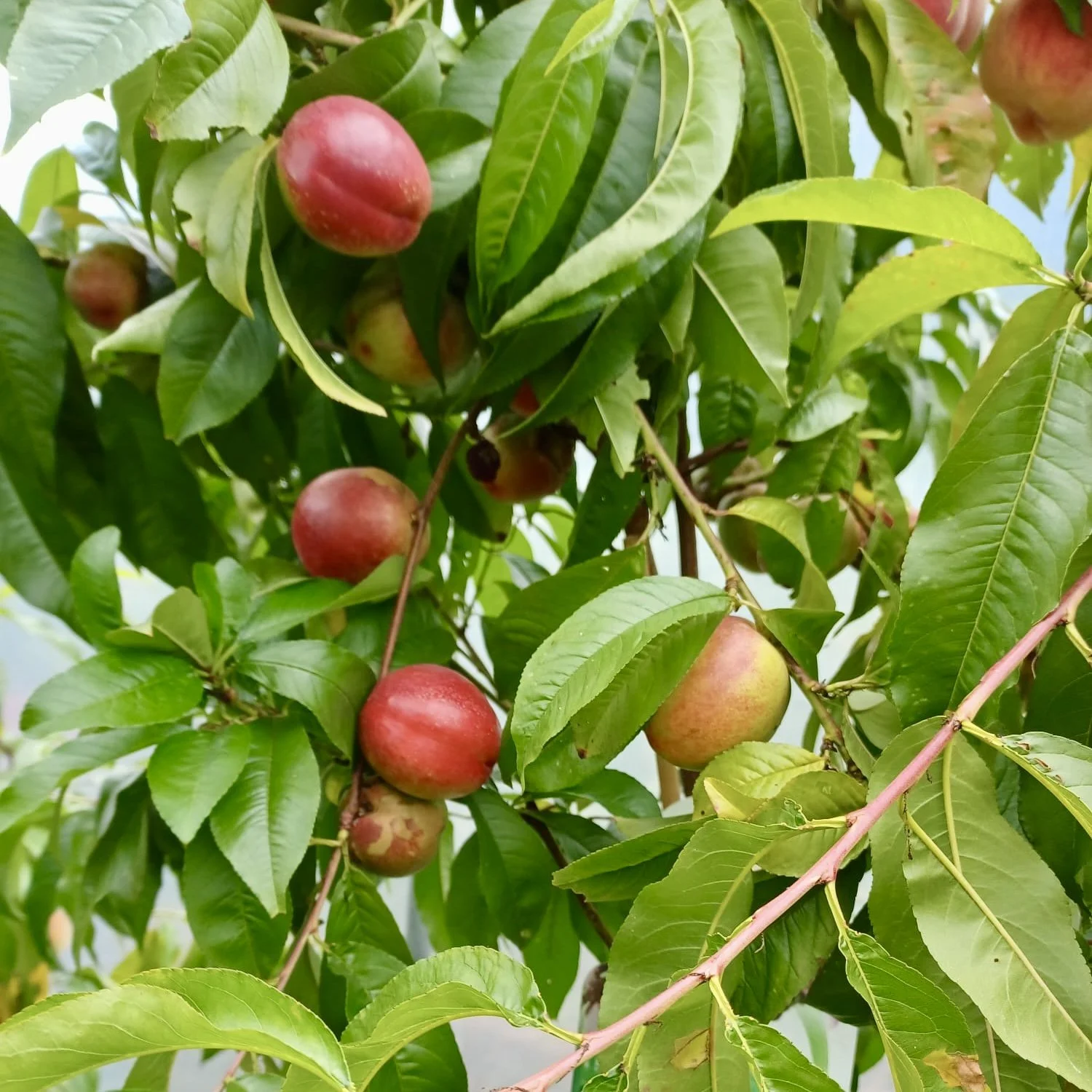 Nectarines ripening on the tree Asterion and Co.jpeg