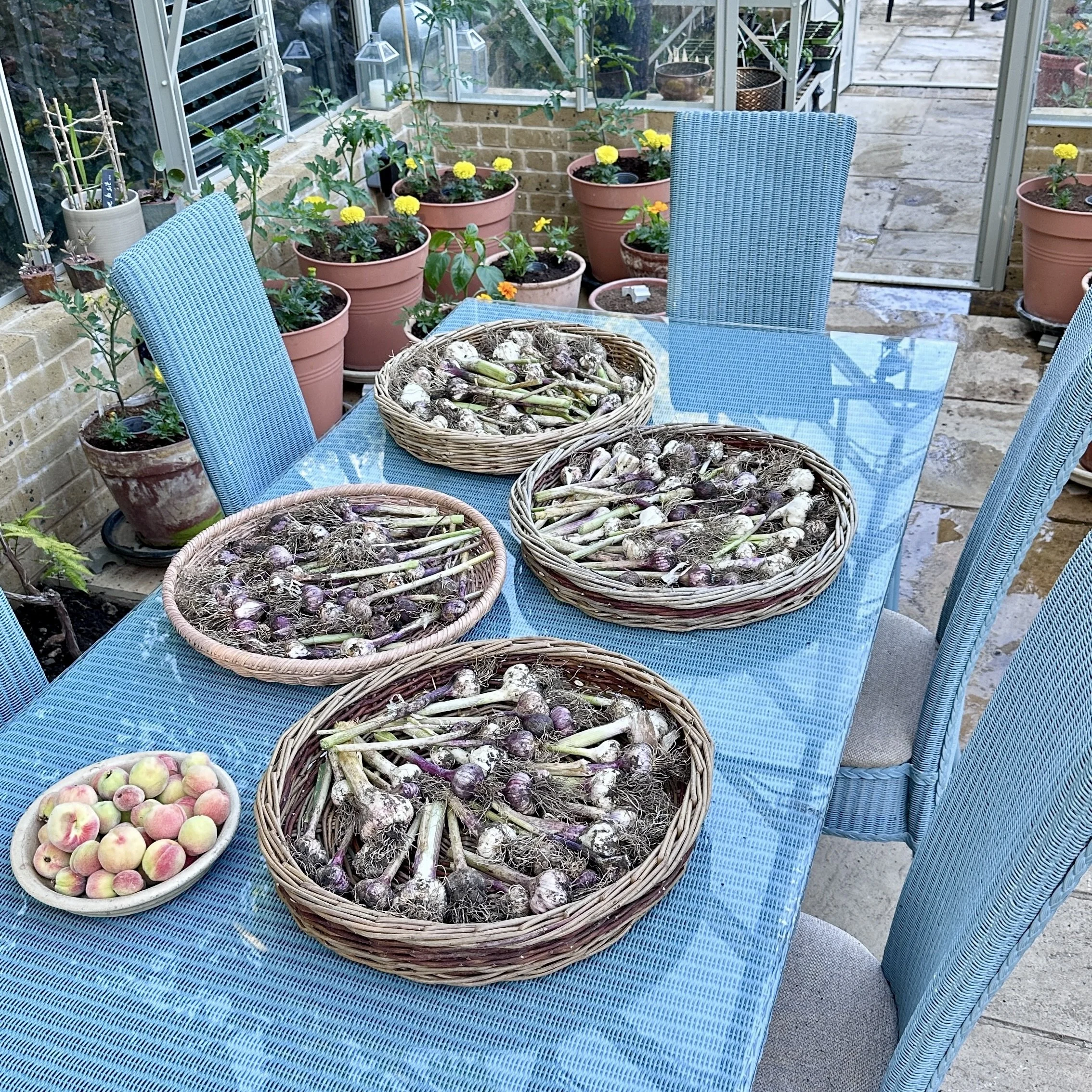 Garlic harvest Asterion and Co.jpg